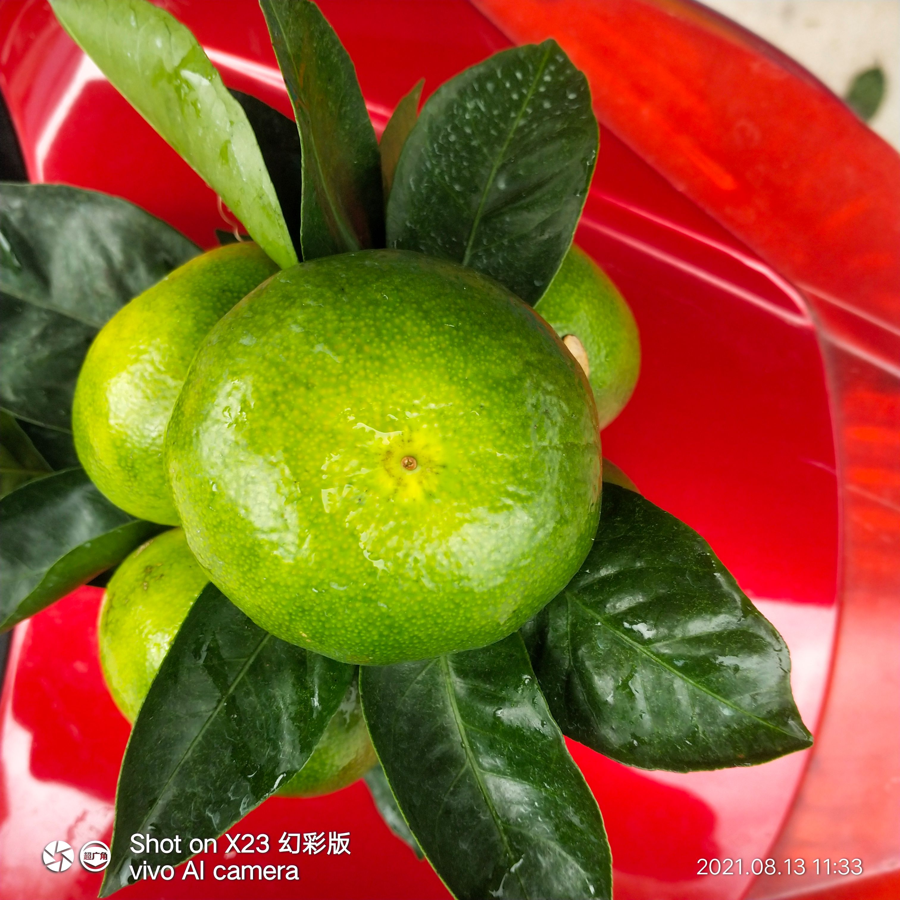 贵州特早无籽蜜桔5斤青皮薄皮现摘现发新鲜桔橘包邮