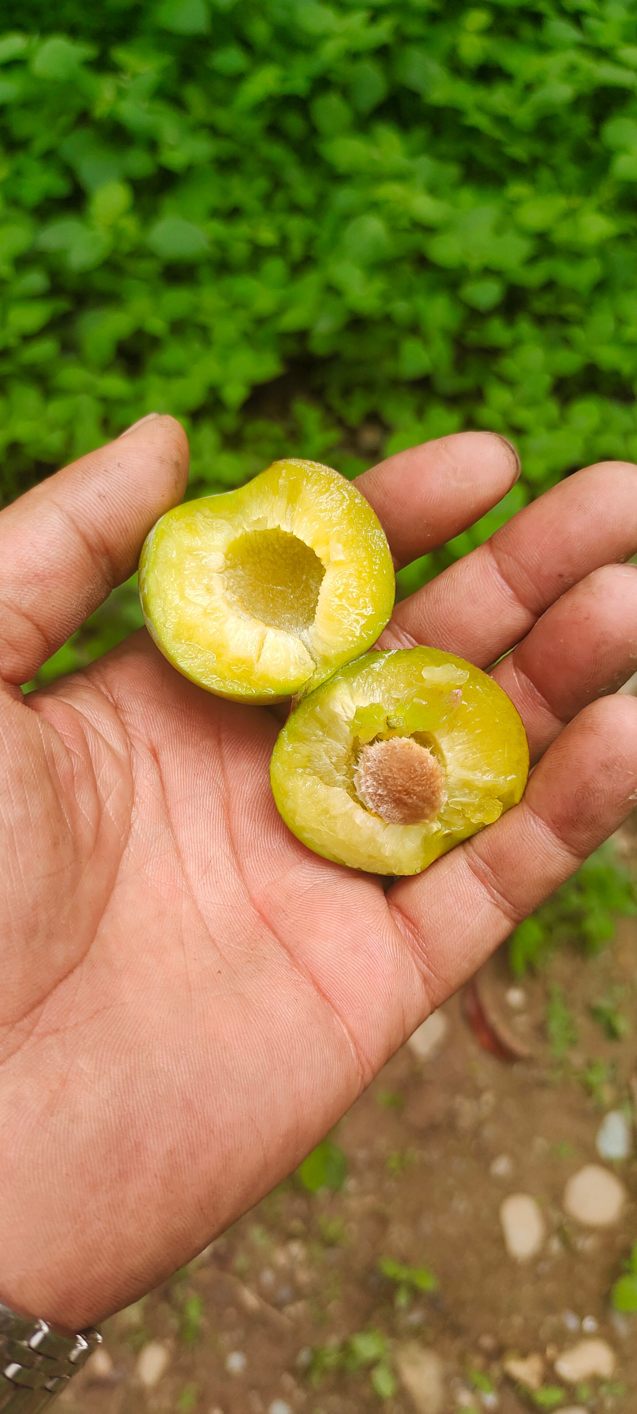 茂县脆红李
