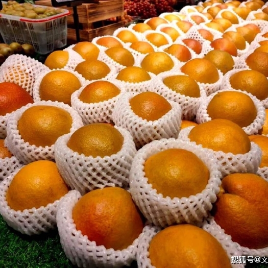 玉龙县 木梨苗
