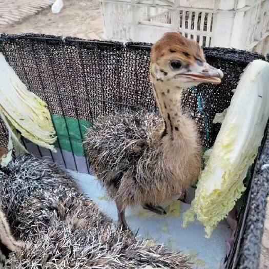 嘉祥县鸵鸟苗