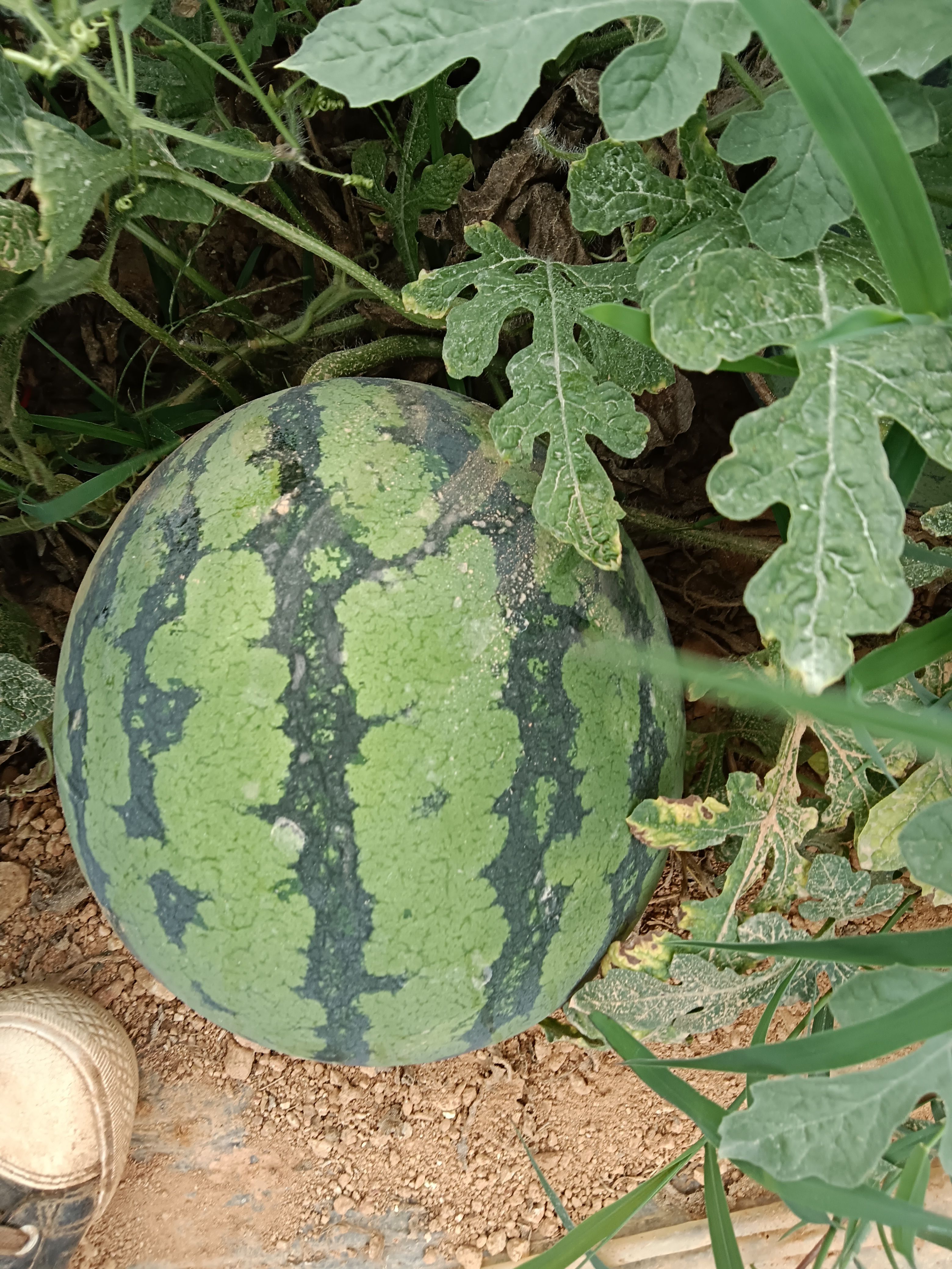 美都西瓜 嫁接美都，5斤打底，一吨起批。1.3元一公斤