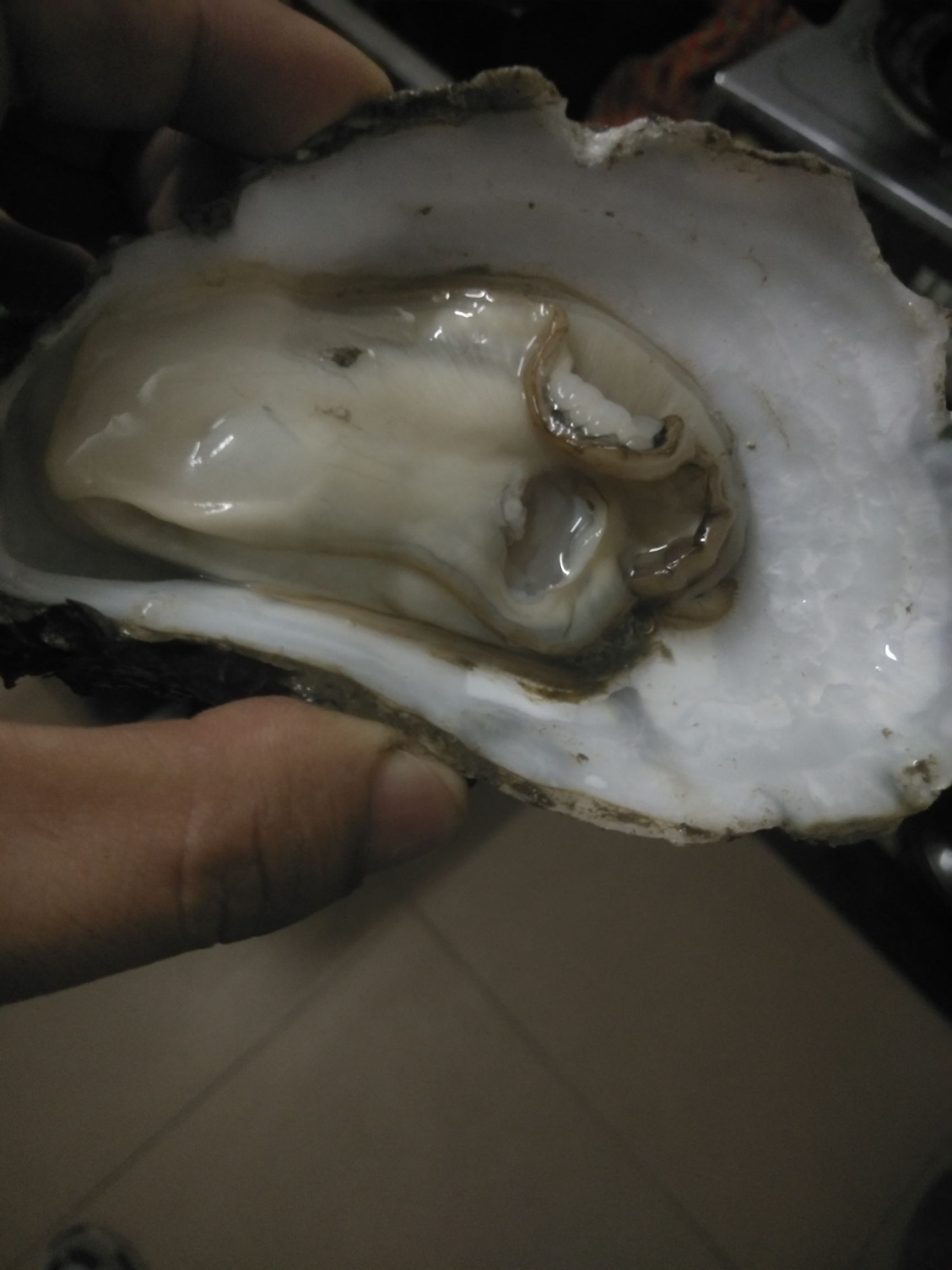 珍珠蚝 广东省潮州市饶平县 