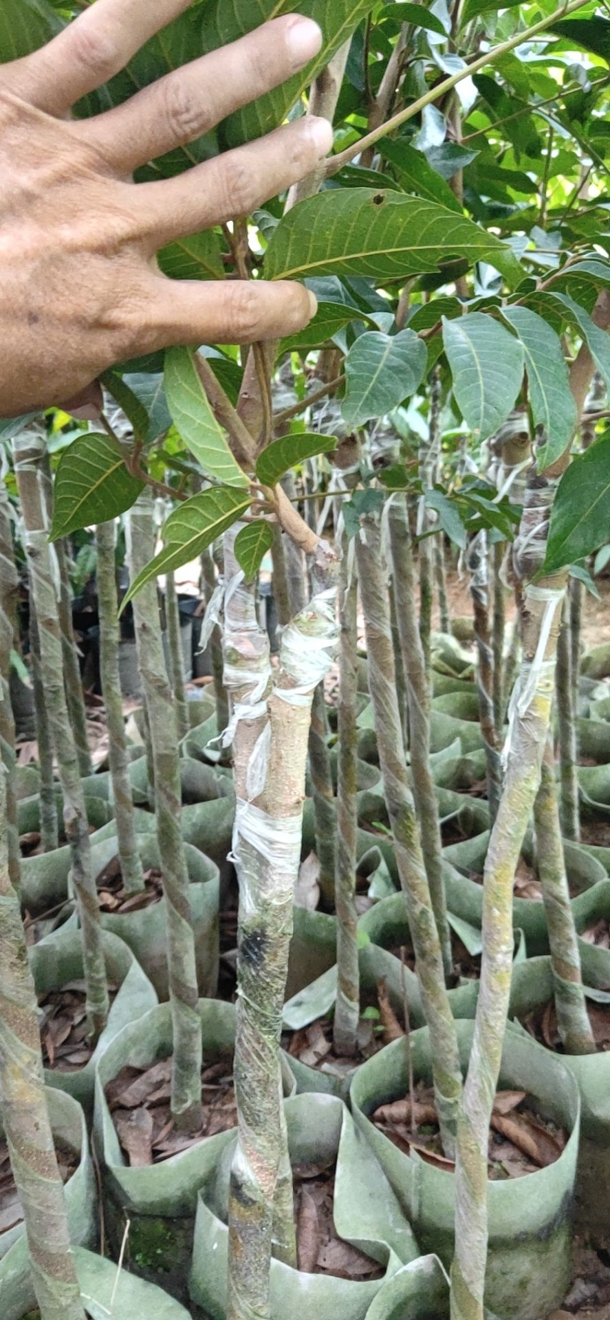 青橄榄苗  潮汕三棱橄榄乌袋白布袋