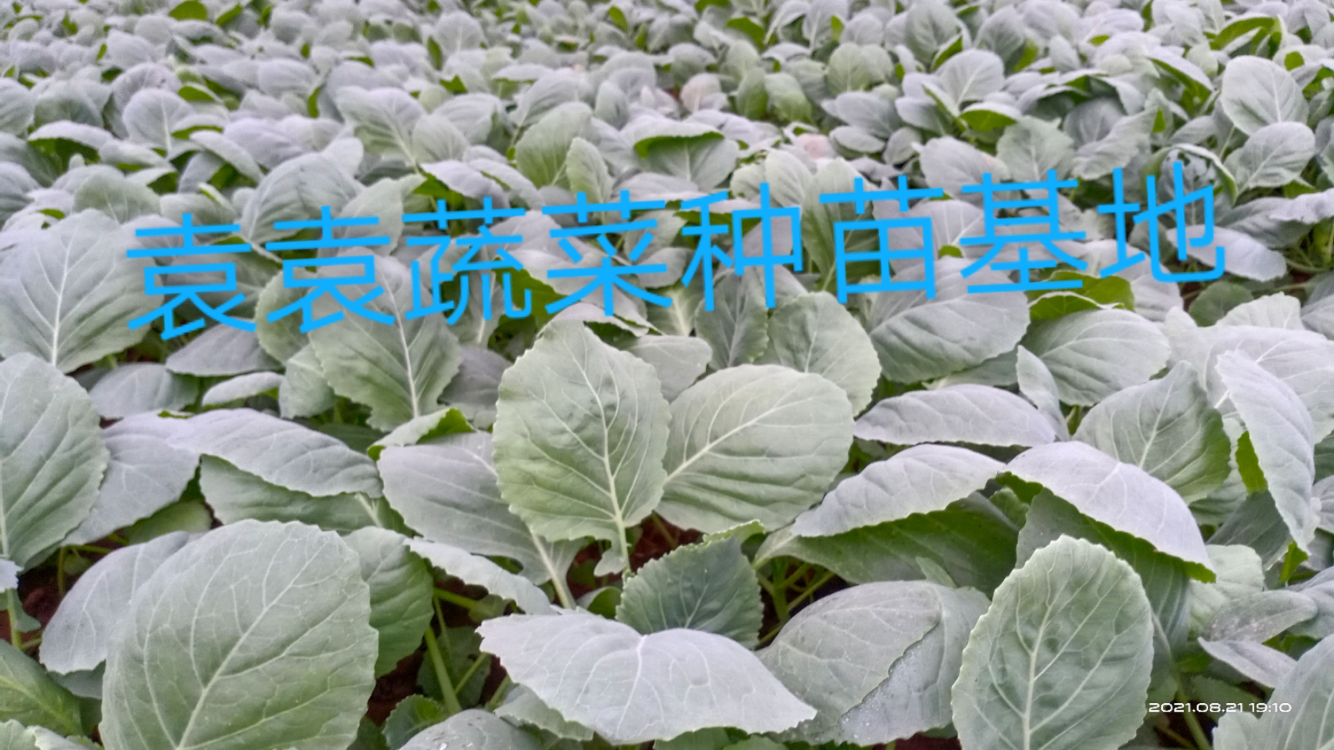 包菜苗、甘蓝苗、莲花白苗，平顶，叶甜脆