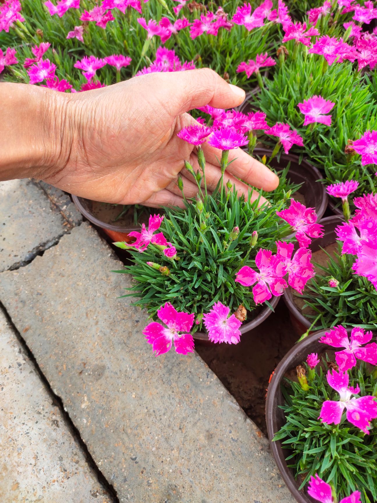 双色盆欧石竹 欧石竹产地 大杯欧石竹 欧石竹价格 花期长的花