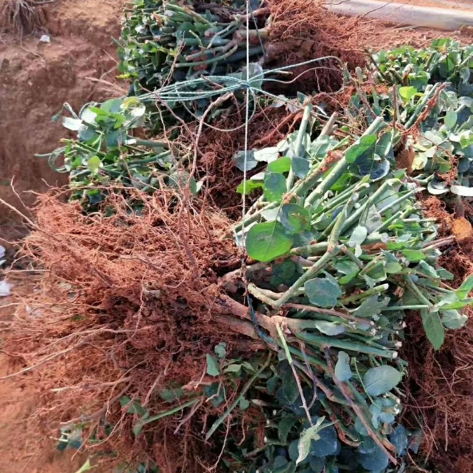 红玫瑰  玫瑰大苗 老桩月季花种苗 绿化工程苗 盆栽苗 卡罗
