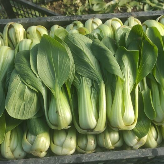 沈阳上海青 精品油菜！