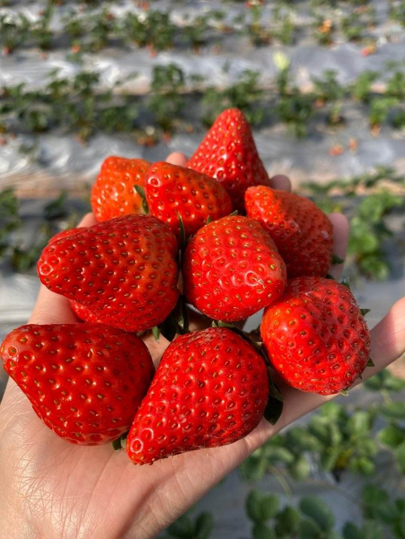 妙香草莓  江苏省徐州新鲜草莓大量供供应支持各种包装诚信合作