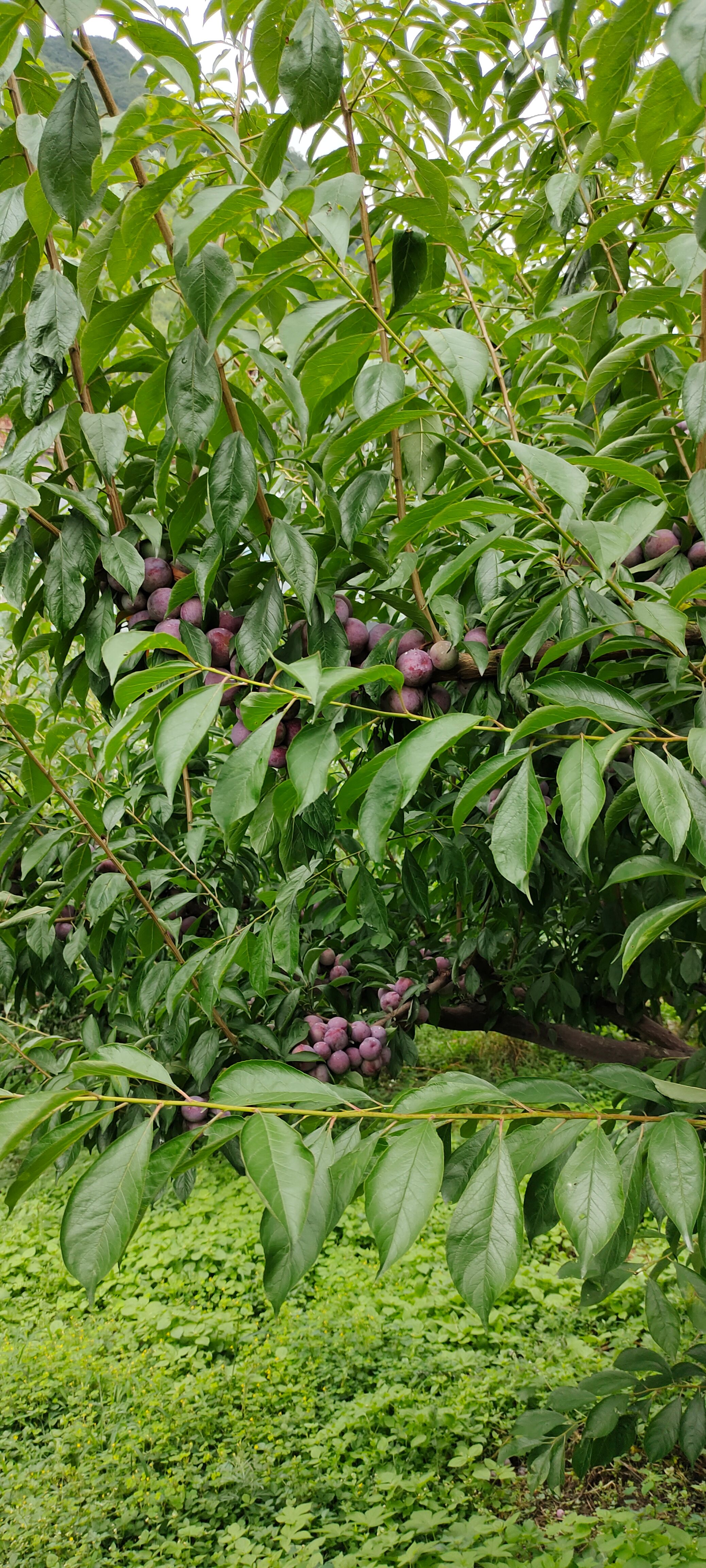 茂县脆红李