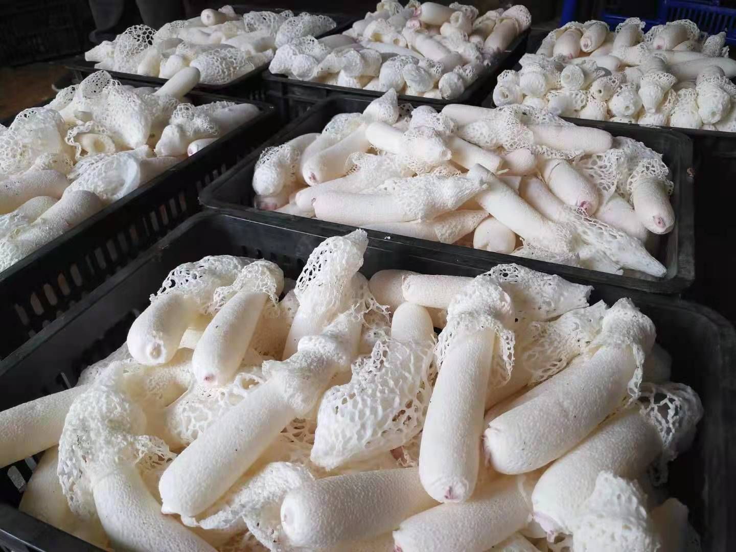 织金竹荪，竹荪