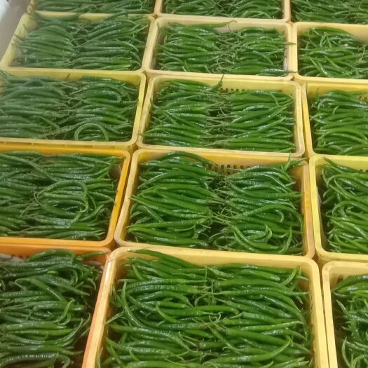 礼县 二荆条
