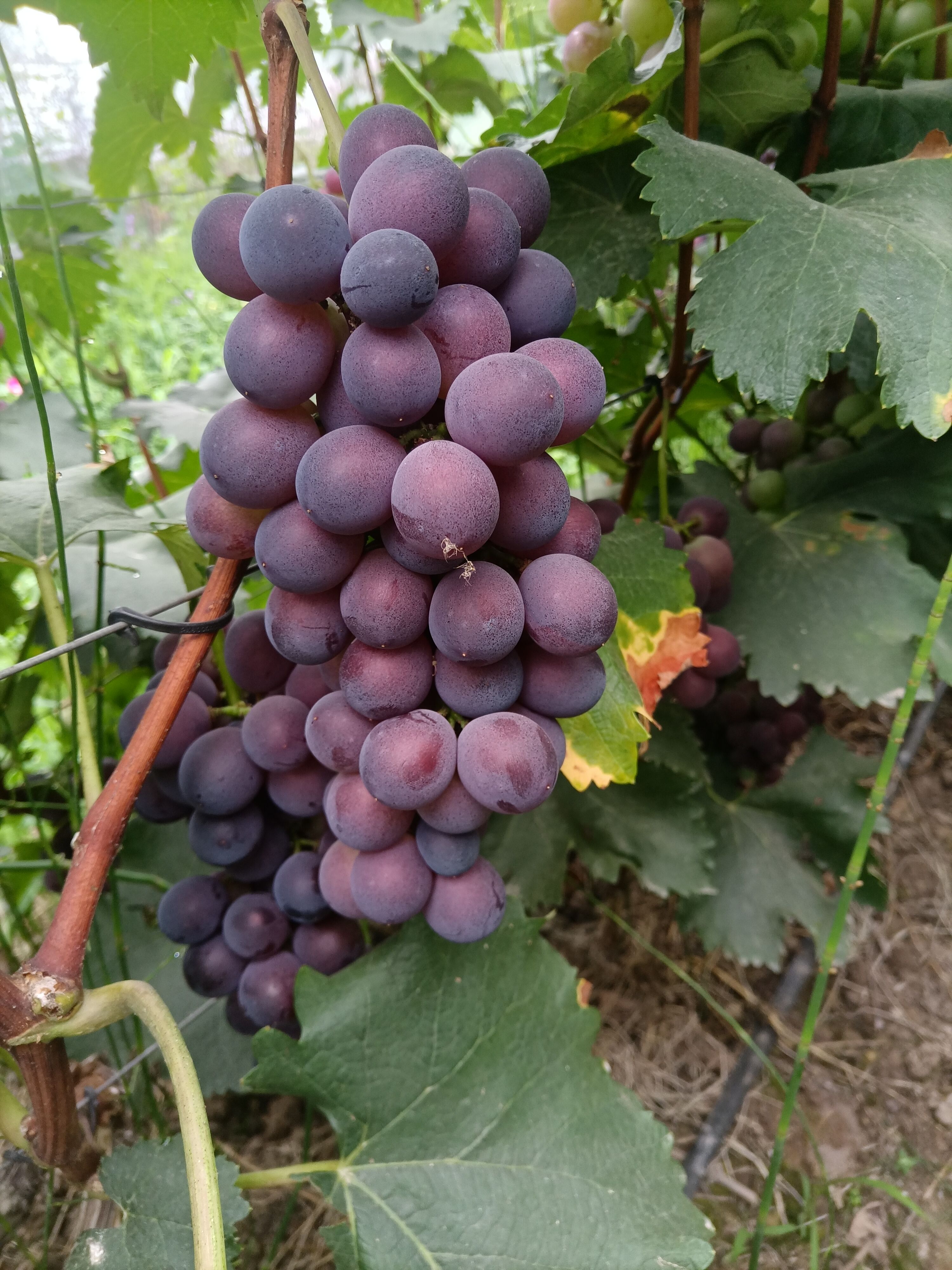 巨峰葡萄 克伦生，黑提，巨峰，蓝宝石