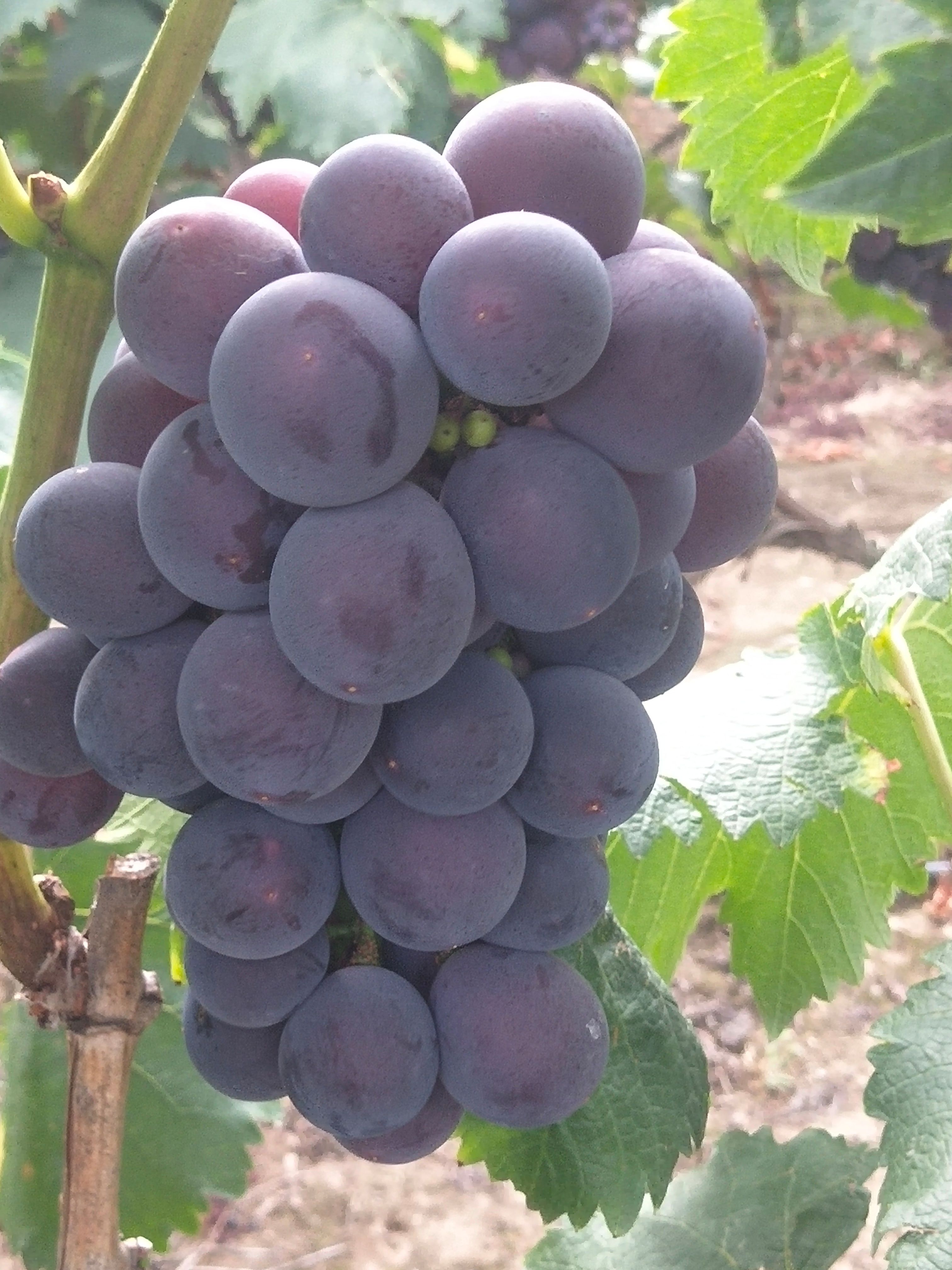 新上市头摘露天千亩果园，皮薄肉多，口感好