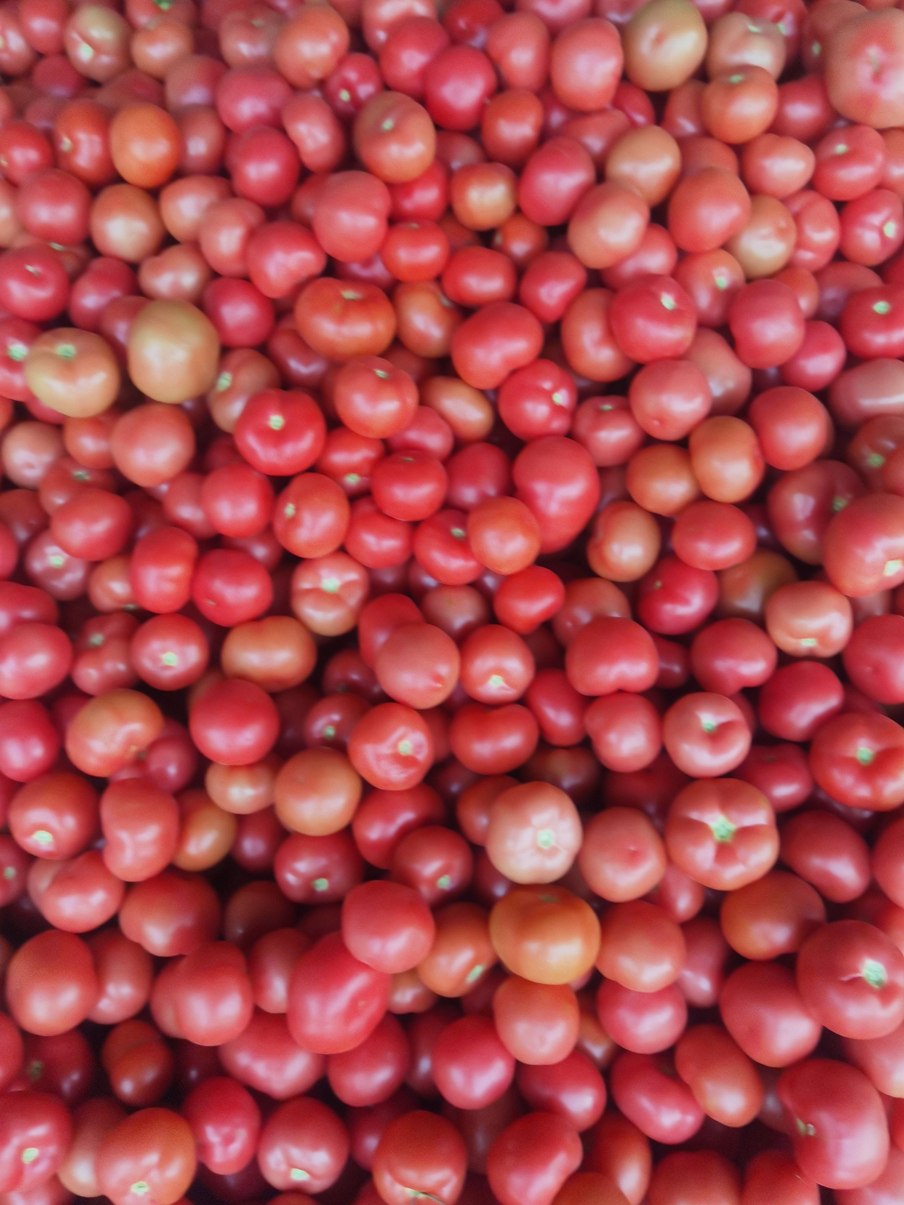 硬粉西红柿大红西红柿代收代发产地山东莘县河店镇