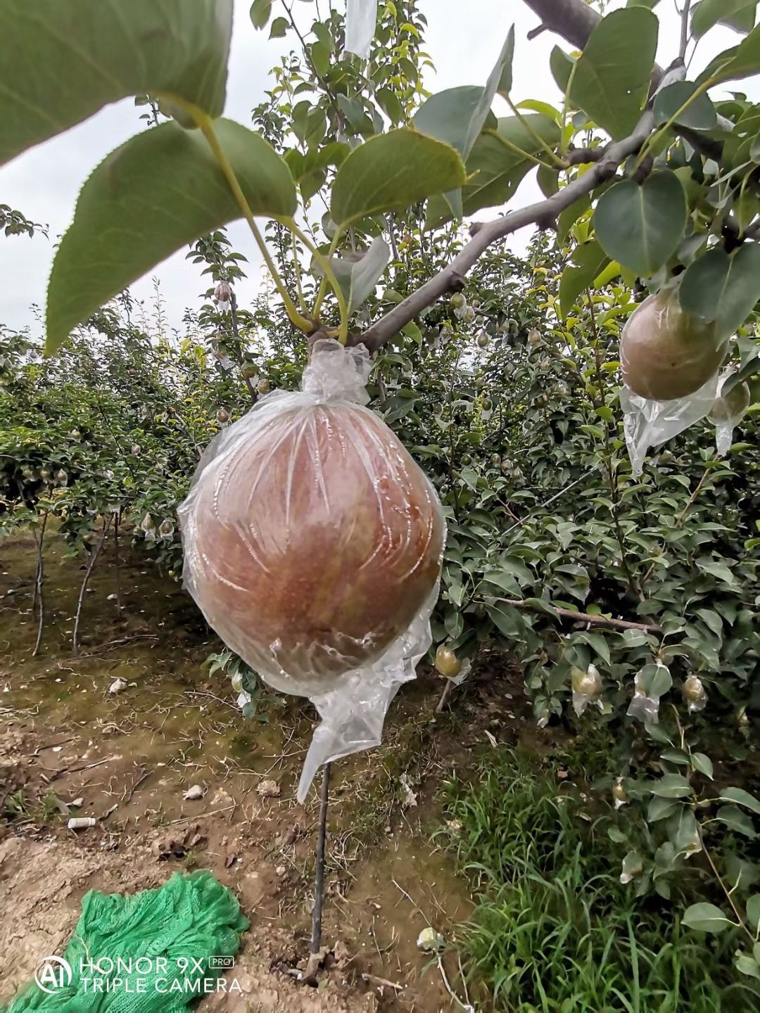 早酥红梨 阳信媚梨，产地直销