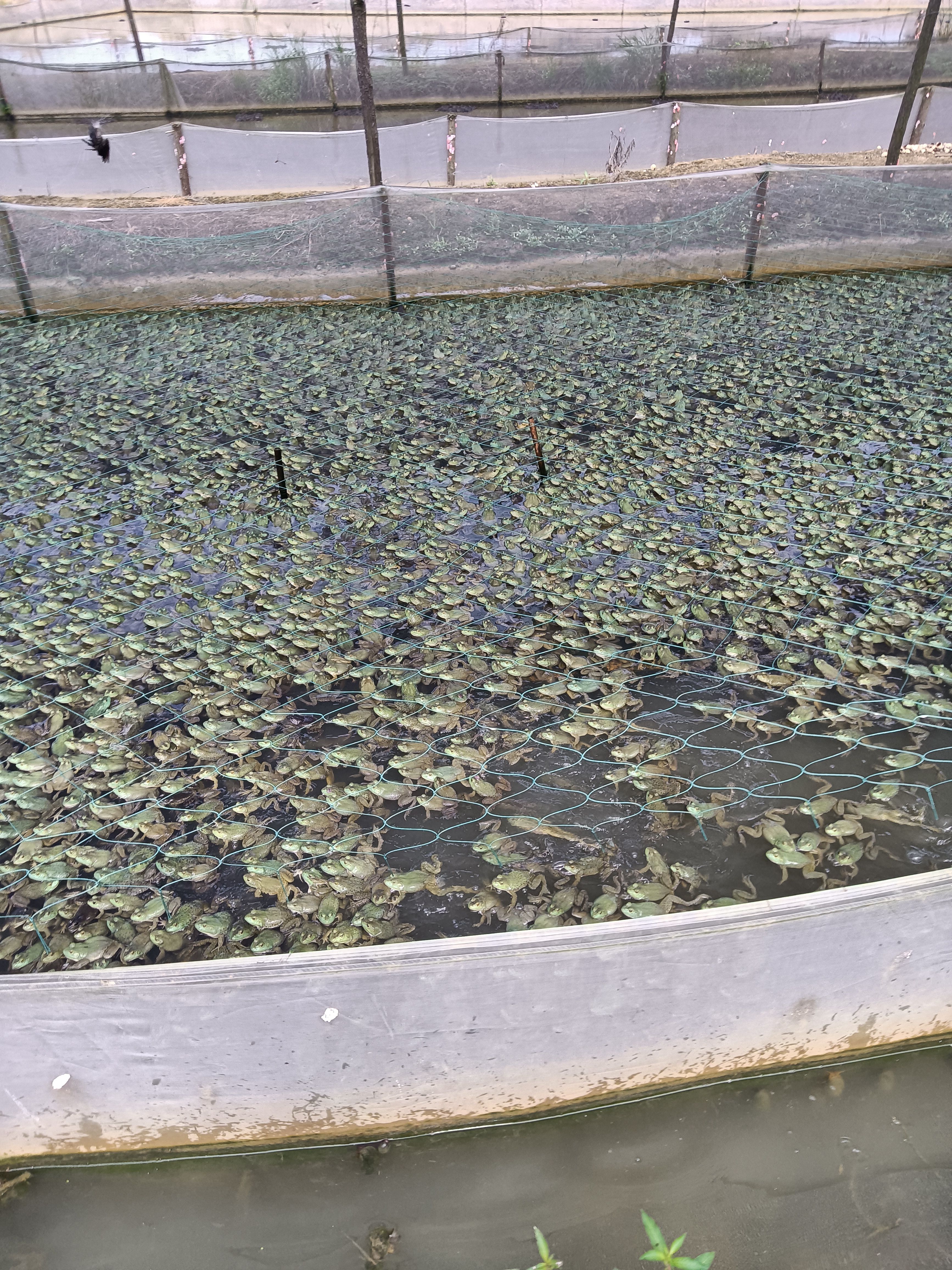 基地直销牛蛙小四脚