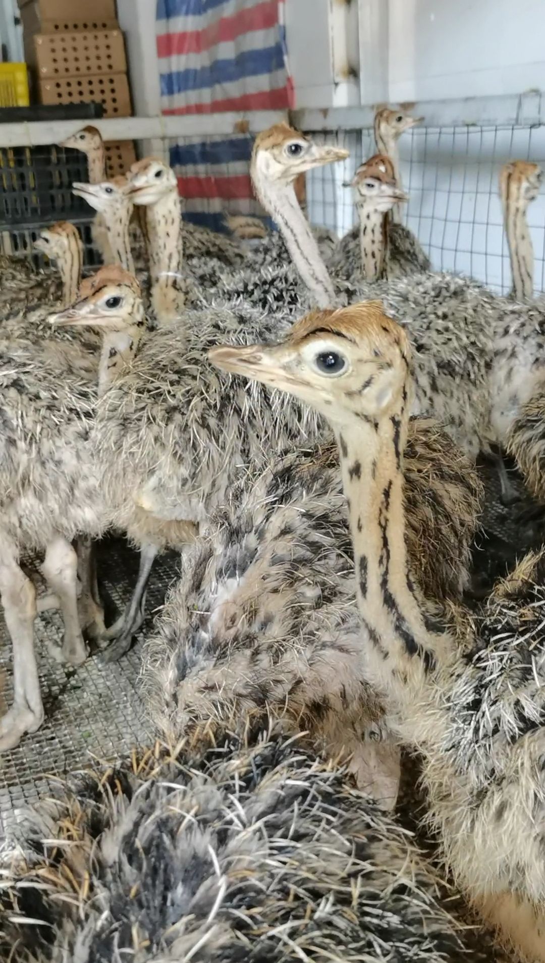 《非洲鸵鸟苗》5~6斤左右，已脱温拿回家养即可，无需保温。