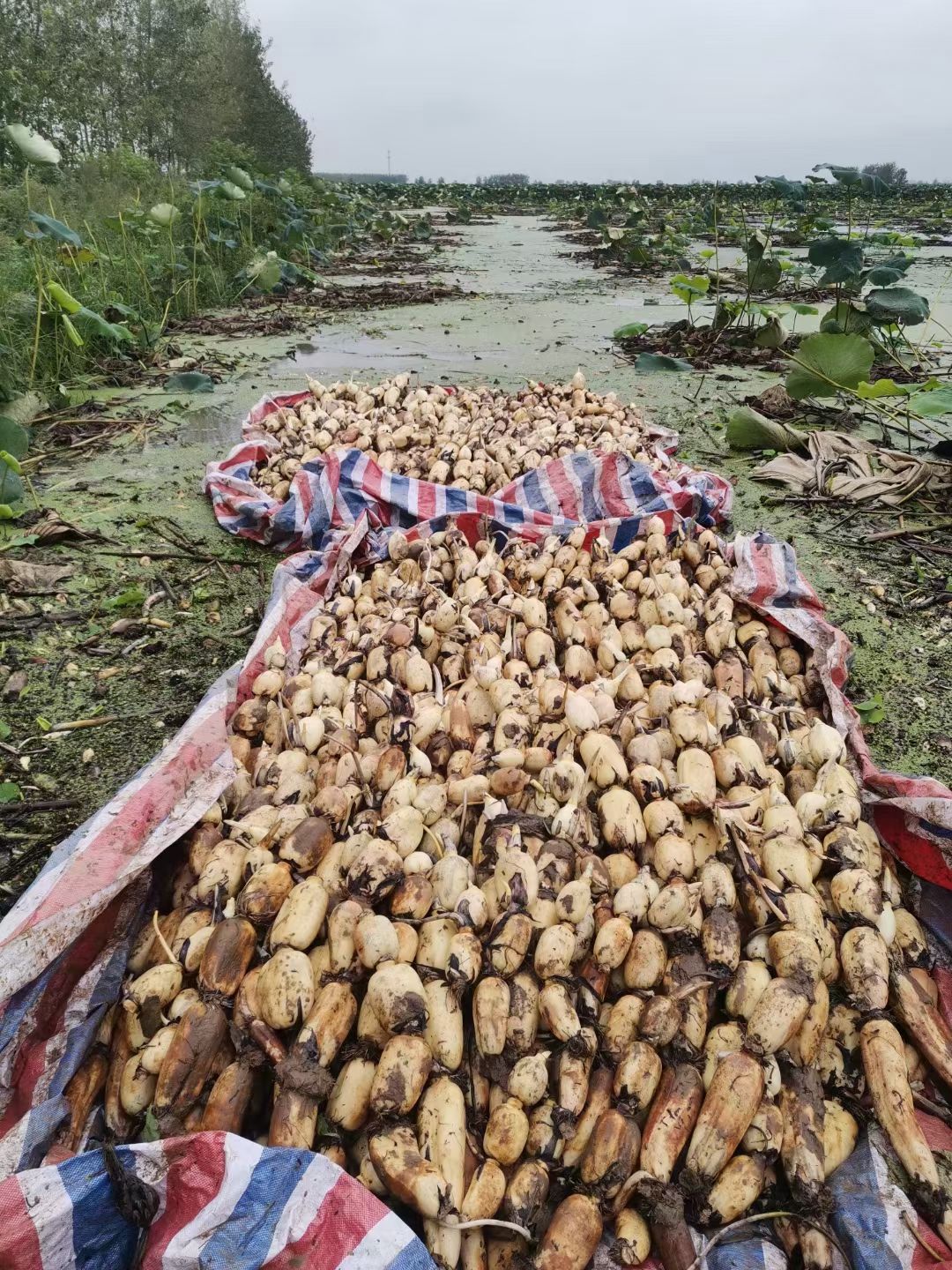 粉藕  洪湖莲藕5斤装电商一件代发