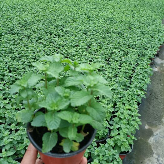 平湖市薄荷，留兰香薄荷。网店，花店主推产品。网红产品。