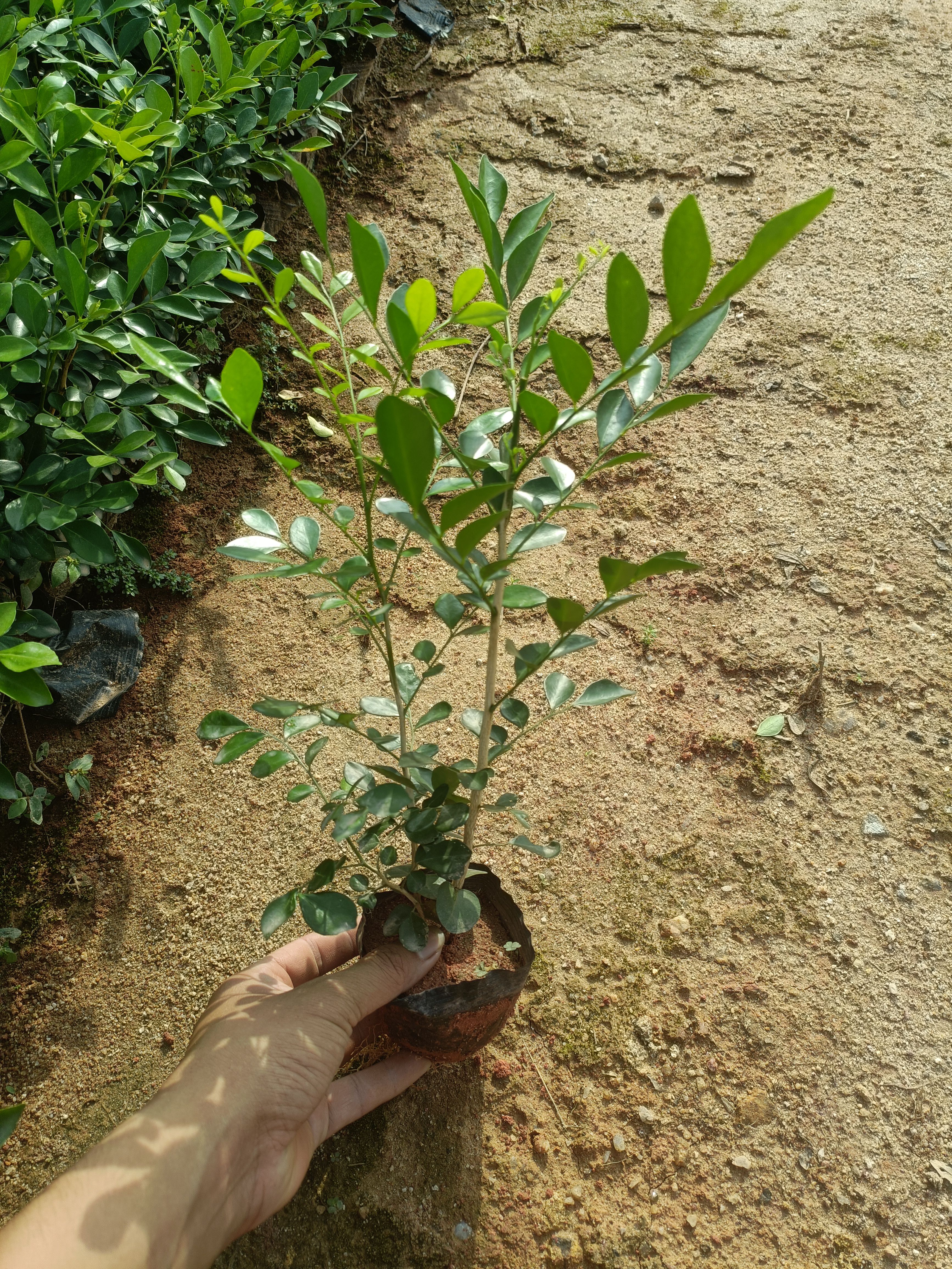 广西九里香 九里香