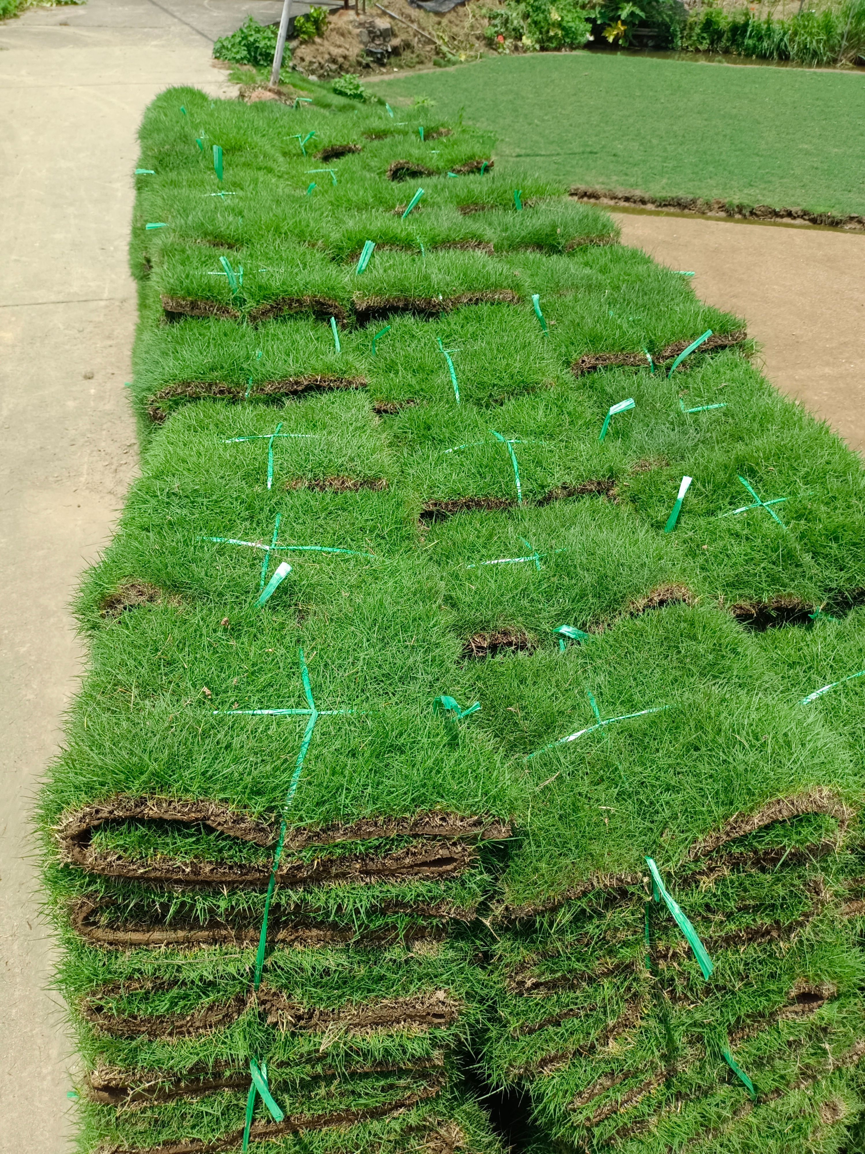 草马尼拉大叶油