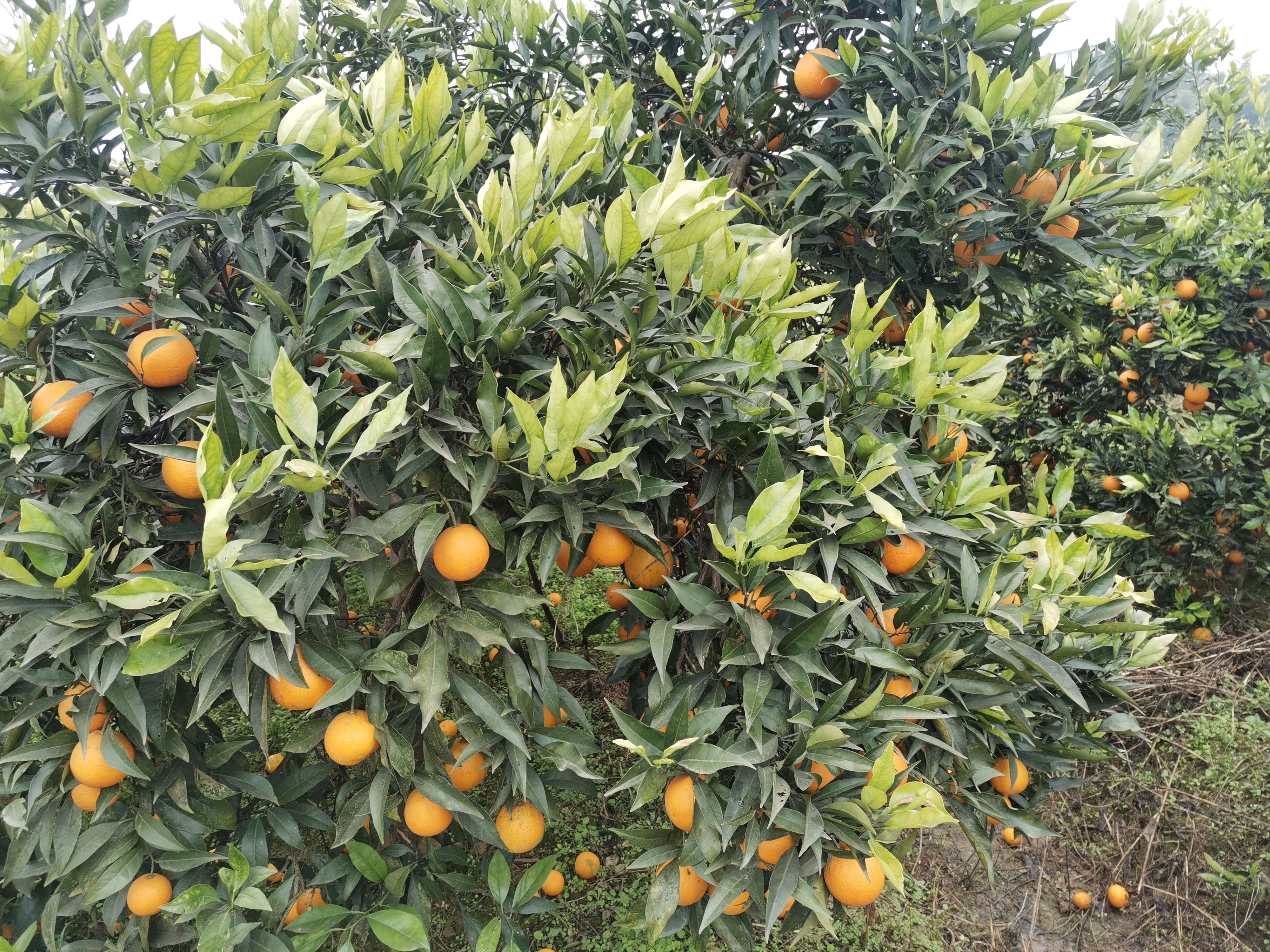 长叶香橙枝条，产地品种、放心购买。