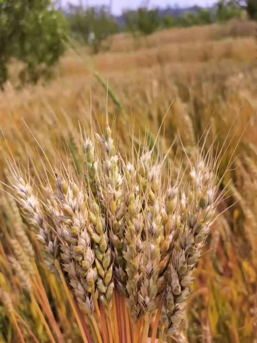 挂面  白泥面条，织金白泥面条，花青树面条，，送亲戚，送朋友