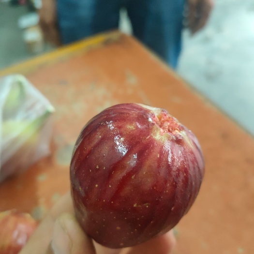 简阳市波姬红无花果苗  根细好 无病虫害 成活率高 诚信经营