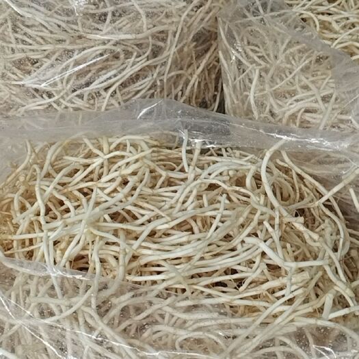 杭州白茎鱼腥草  粗跟，白根