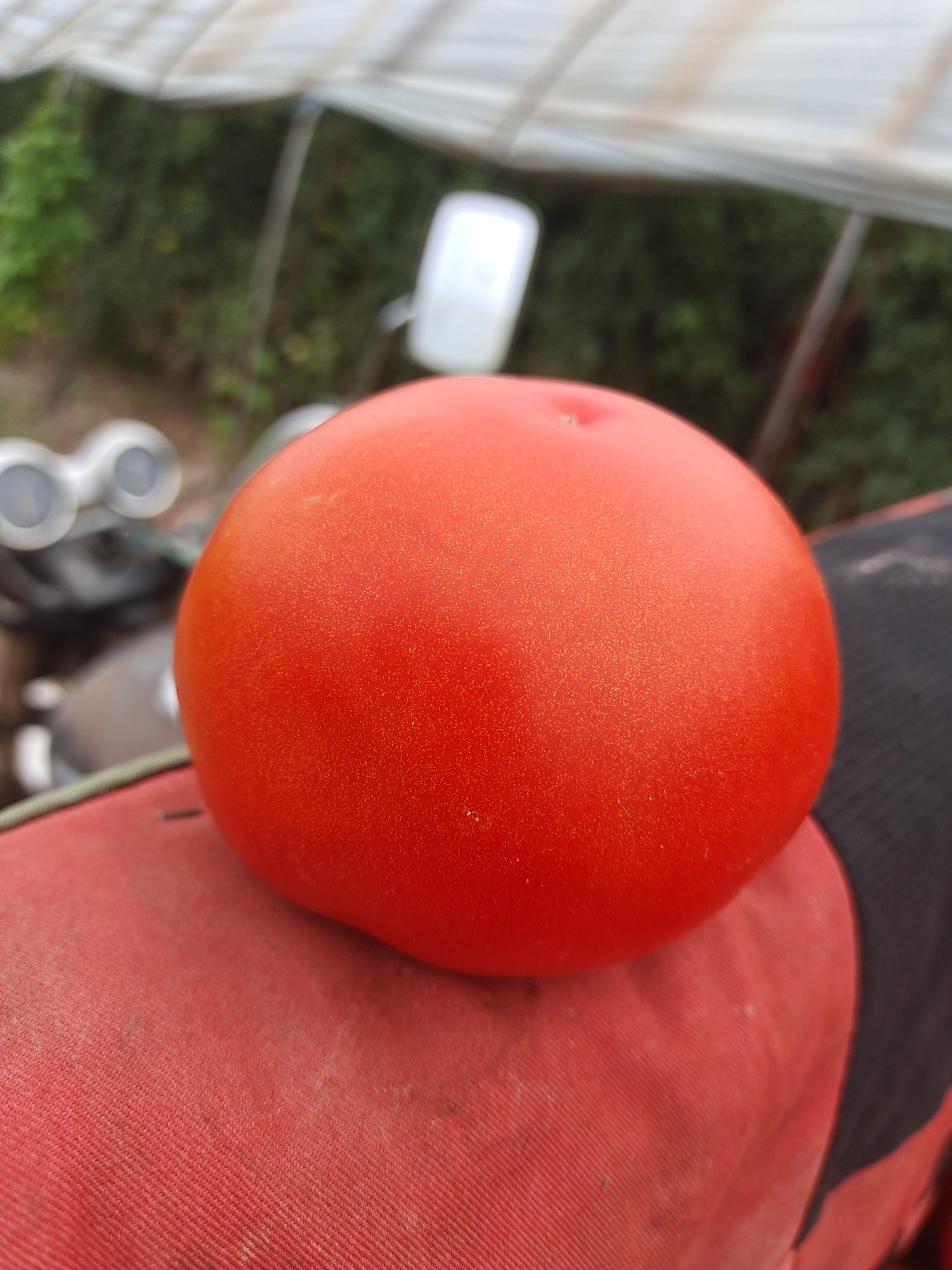 大红西红柿 西红柿