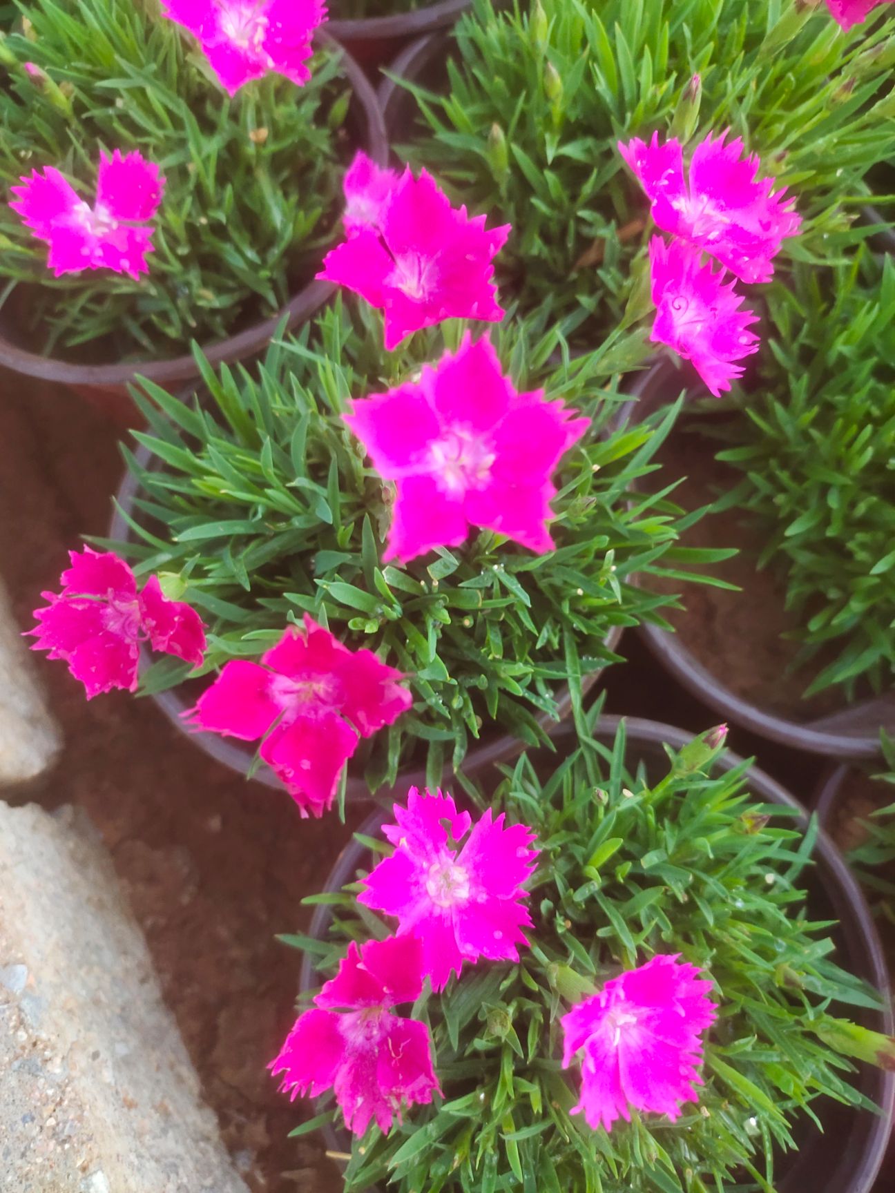 双色盆欧石竹 欧石竹产地 大杯欧石竹 欧石竹价格 花期长的花