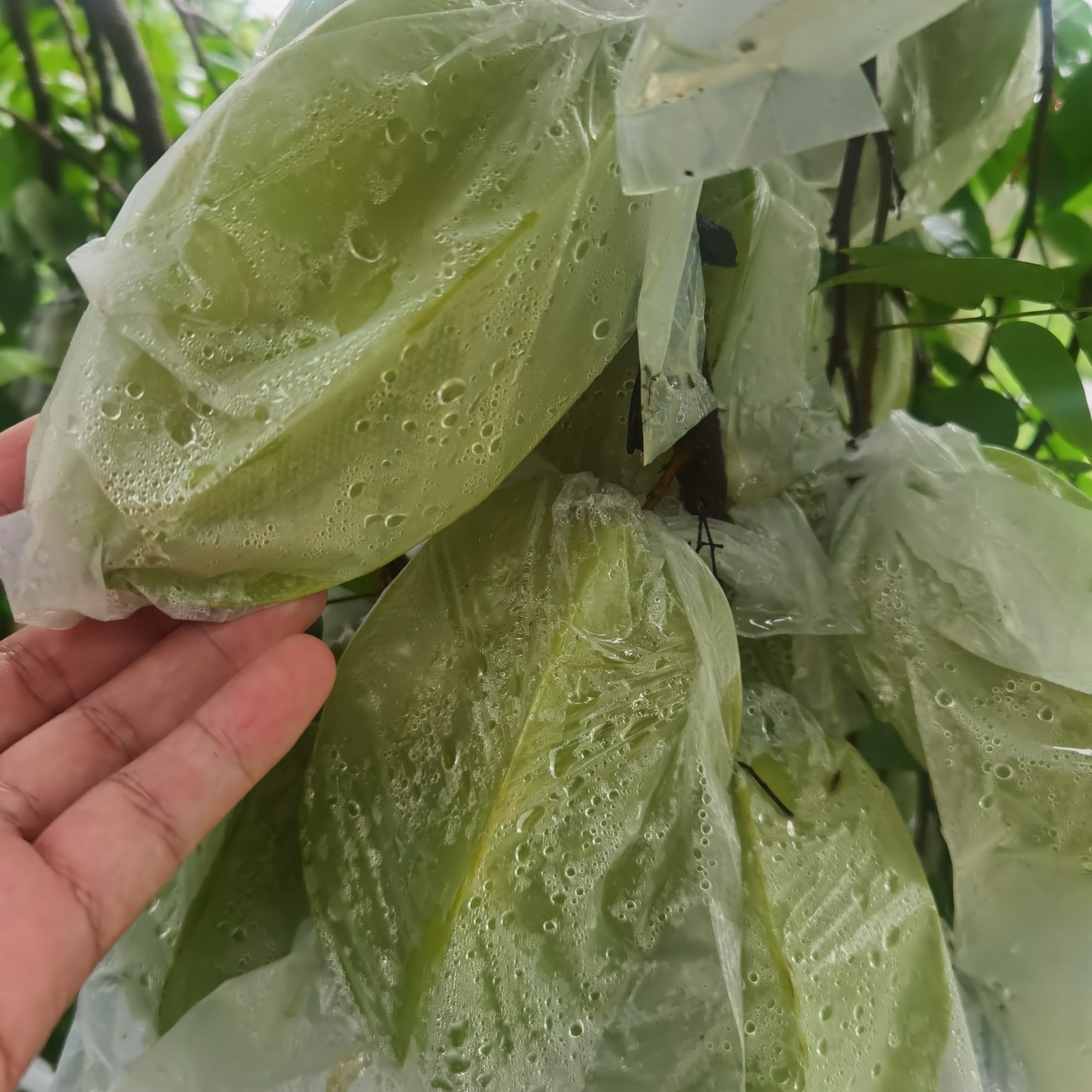 香蜜杨桃  红杨桃是南方热带水果之一，熟后绿黄色，口感脆甜爽