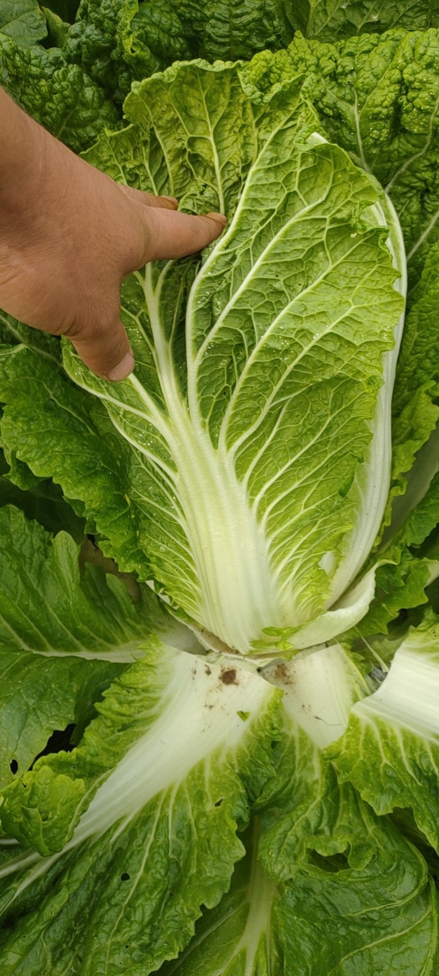 黄心大白菜3 4 5 6
陕西太白县大白菜大量上市