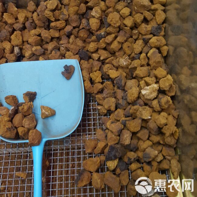  桦树泪  桦树茸 俄罗斯桦树茸 三公分小块