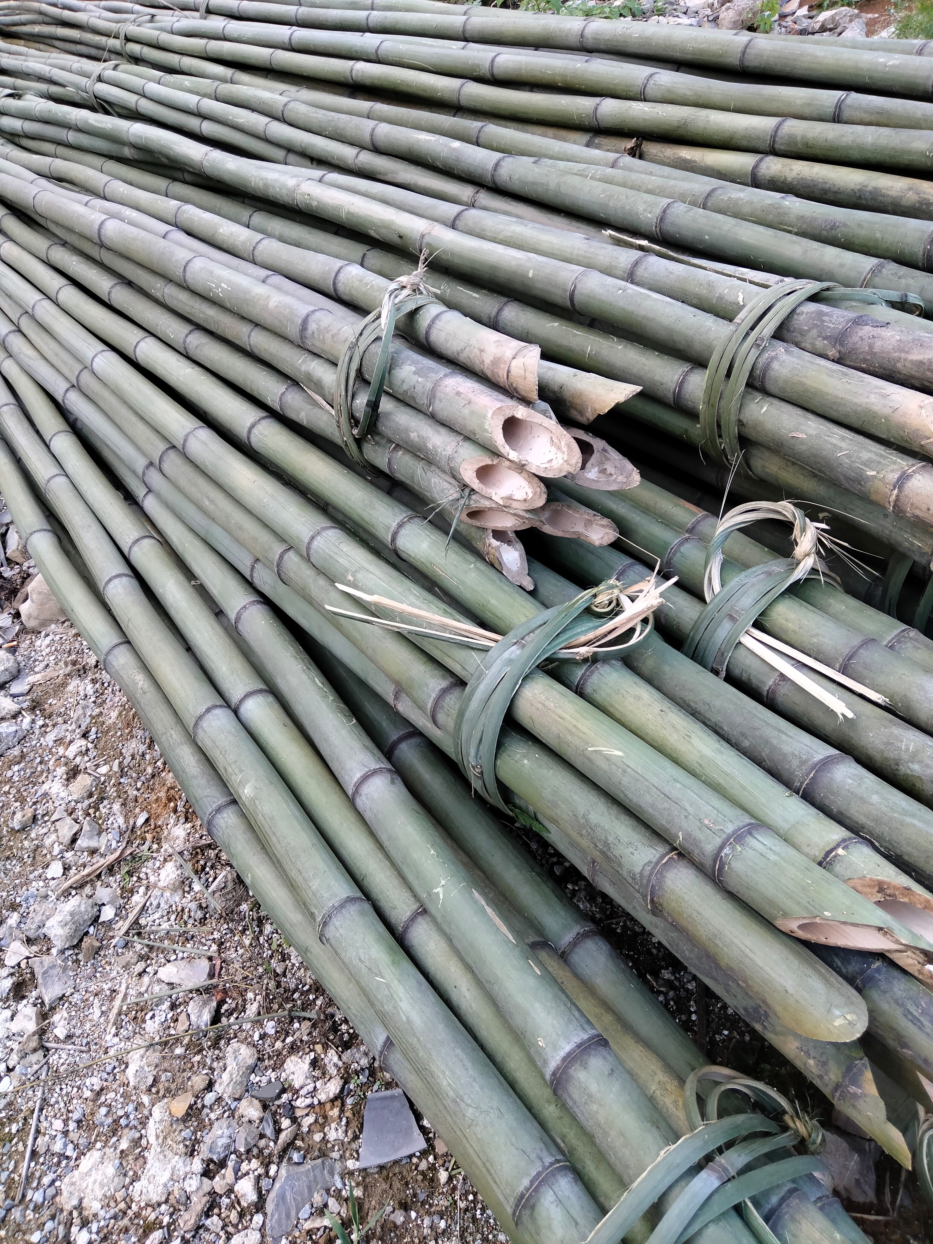 大棚竹竿  (欢迎来电）菜架竹子，果树支撑架，产地直销