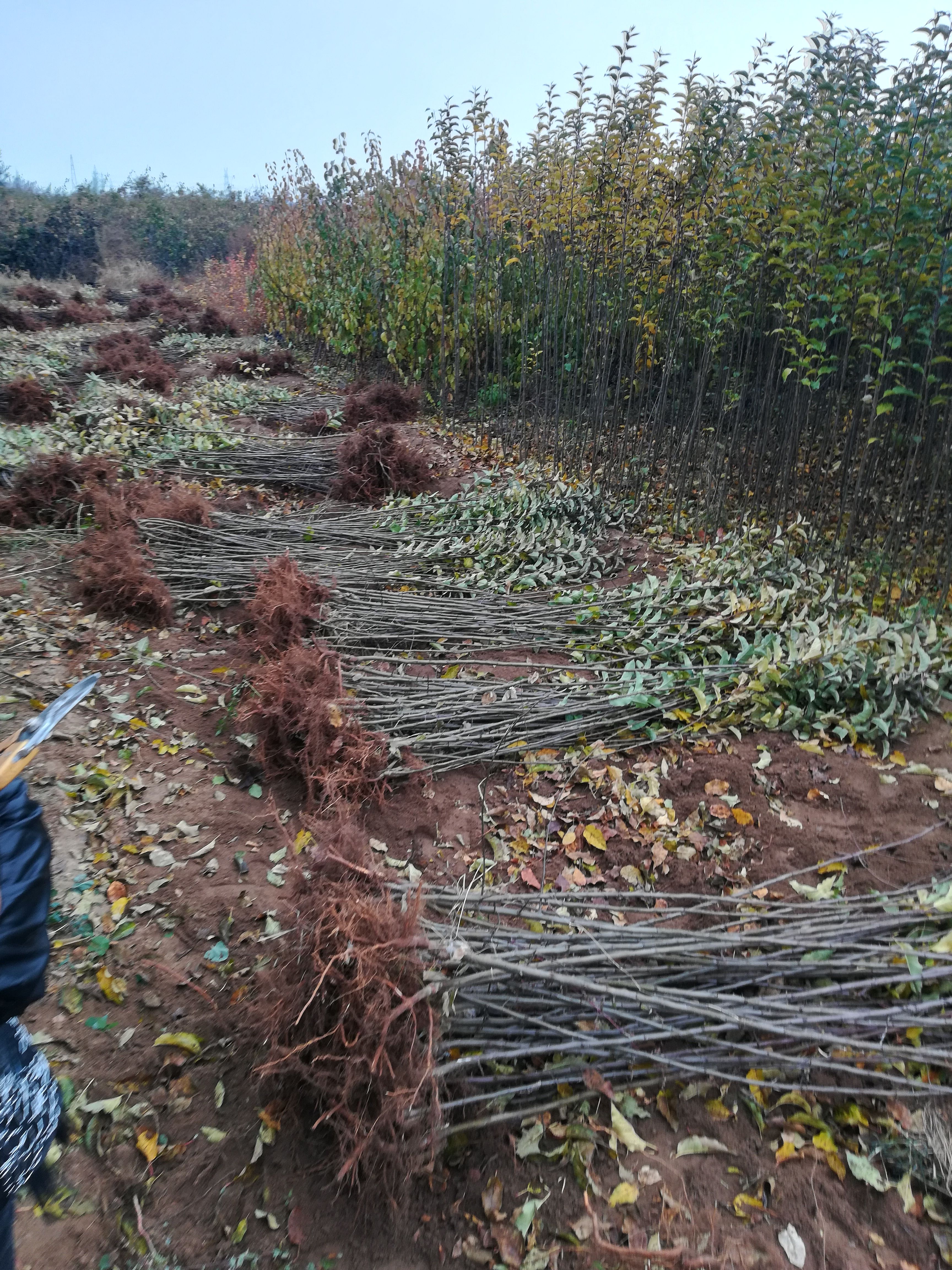 鸡心果苗  （纯真种苗）鸡心果树苗 鸡心苹果树苗 锦绣海棠树