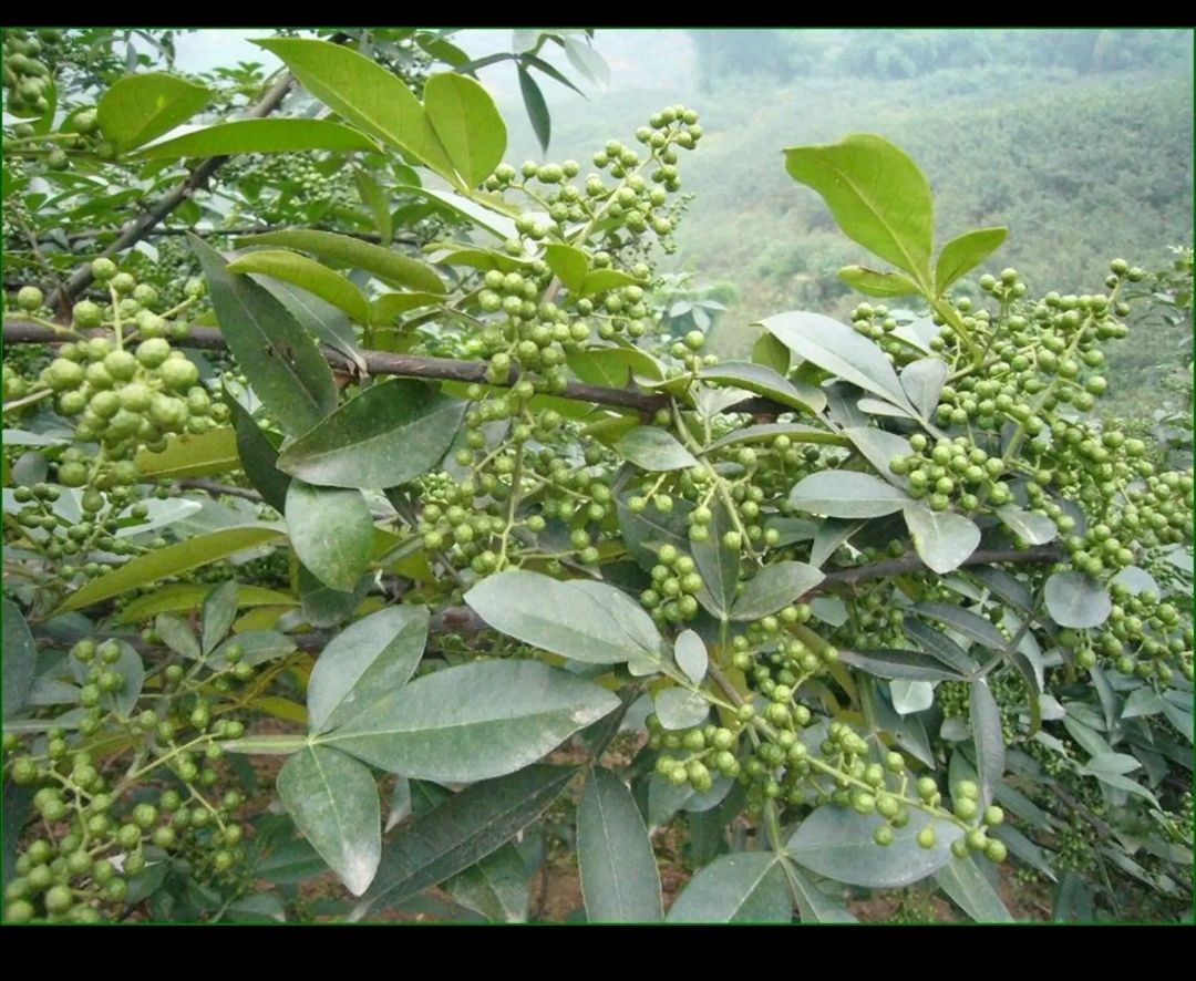 四川大凉山花椒，青花椒干品产地直供产地直销，可产地看货