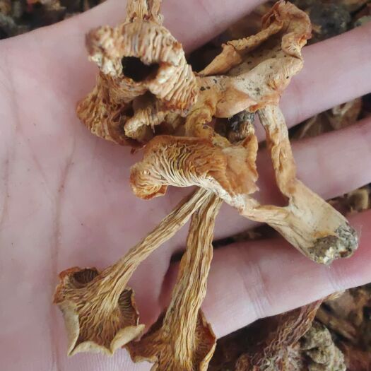 保康县林下鸡油菌，鸡油菌干货现货上新干货