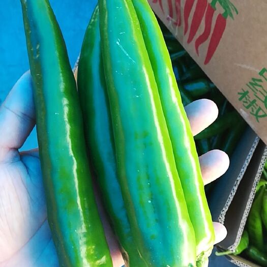 商丘精品尖椒七寸红大量上市，市场商超大量供应，全国接单