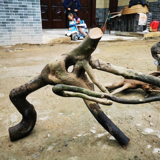汉中怪怪怪！！金弹子 熟桩一颗