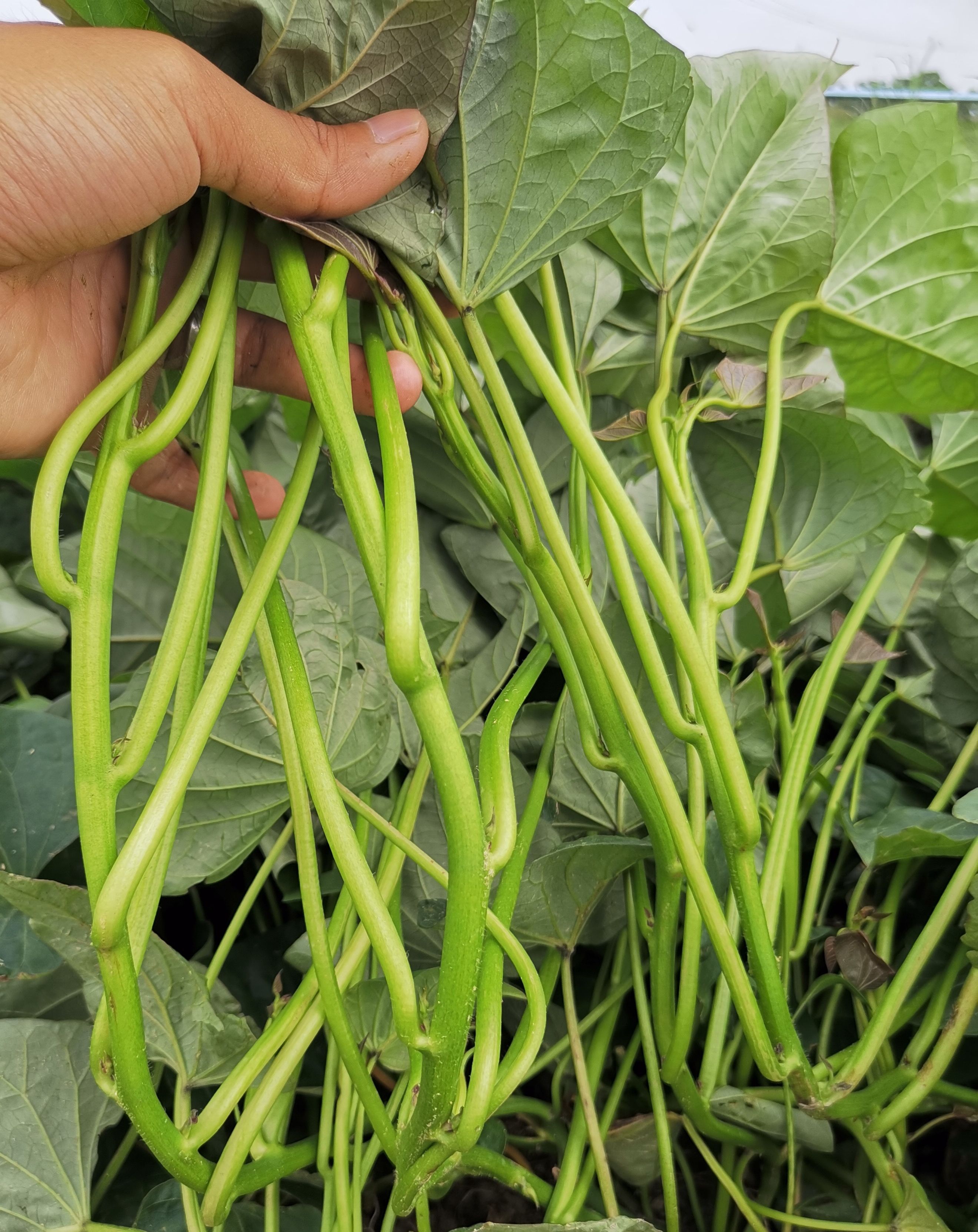 西瓜红红薯苗  一级西瓜红薯苗大田苗大量供应