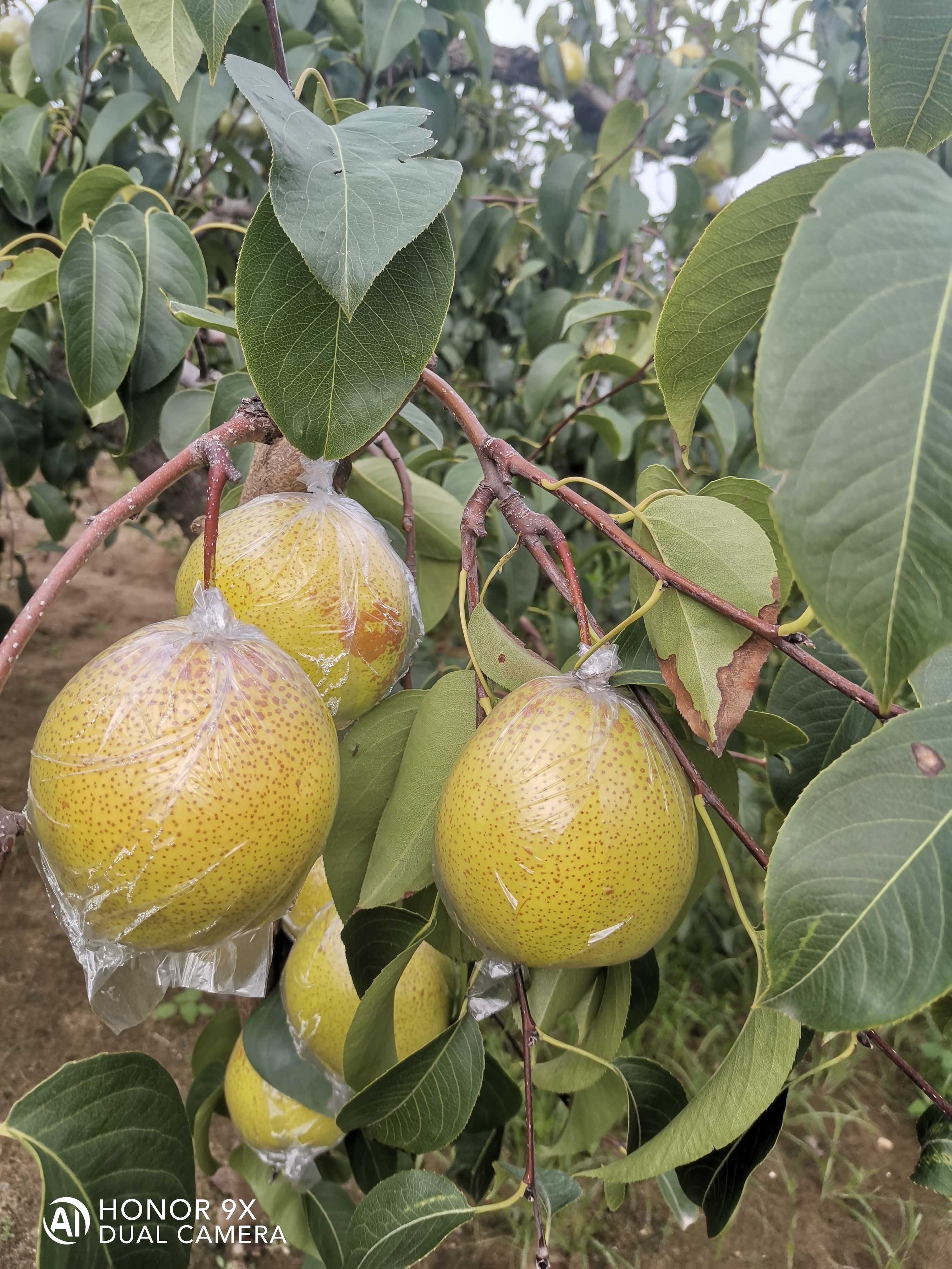 雪花梨