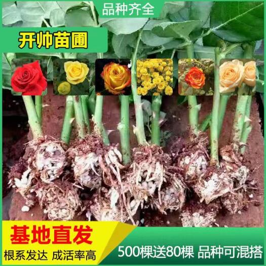 昆明红玫瑰  500棵顺丰包邮昆明卡罗拉玫瑰月季花苗四季开花盆栽