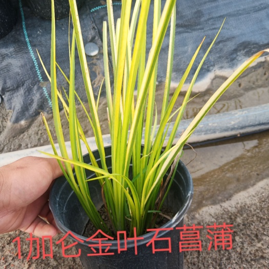 丹阳市金叶菖蒲 