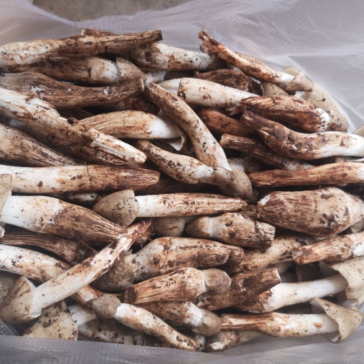 玉龙县鸡枞菌  新鲜鸡枞
