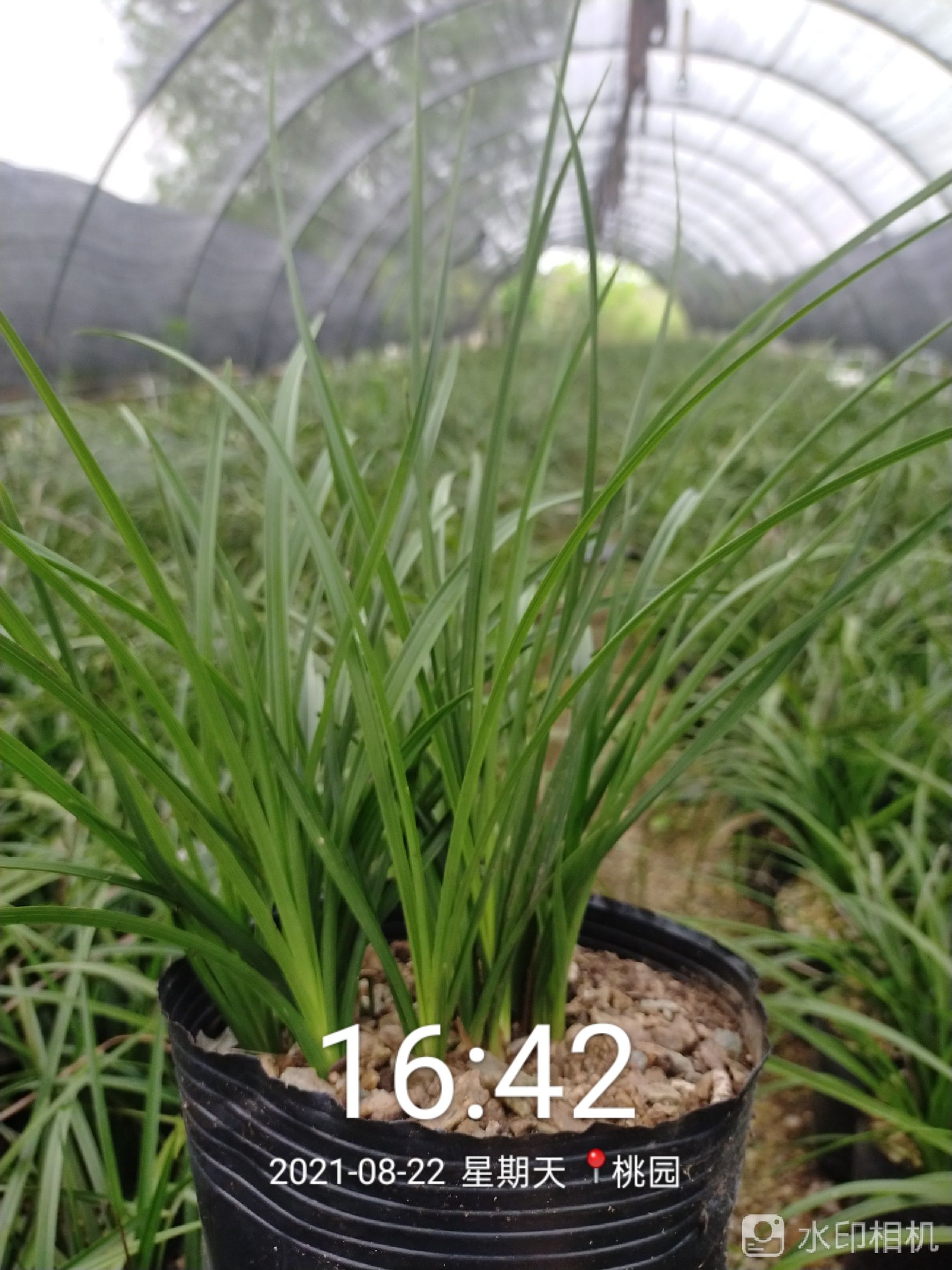 墨兰  兰花叶青花香，价格不贵众人能享受兰花香香。