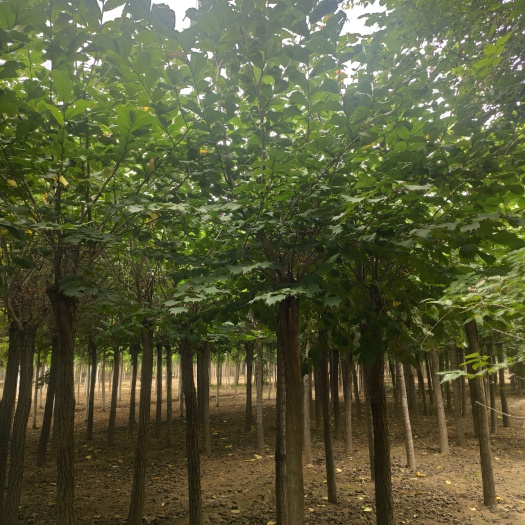 大叶速生榆树  8公分裂叶榆！片片树叶具有特色！大量出售中！质优价廉，