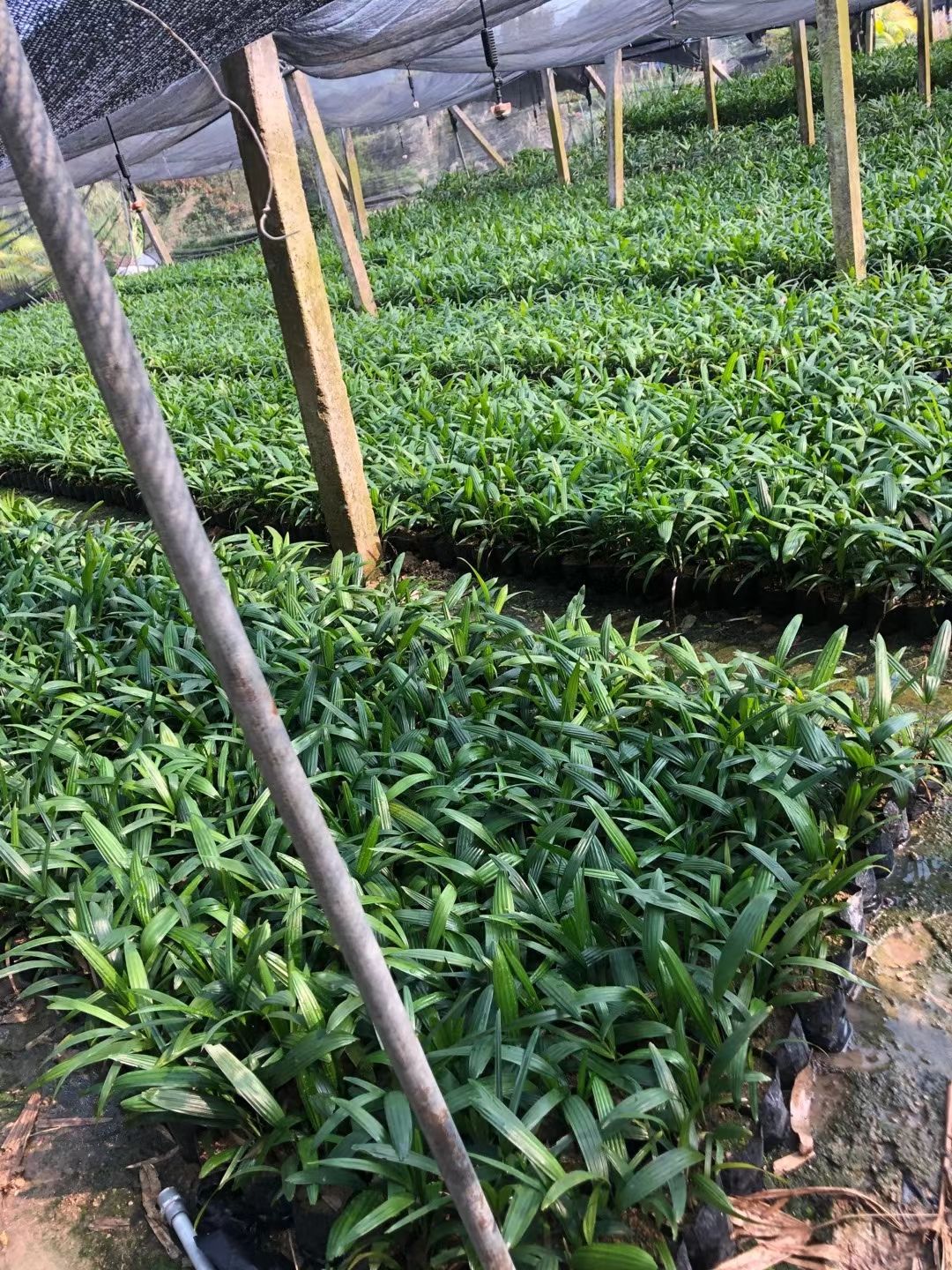 棕竹 丛生高度20-120厘米基地自产自销