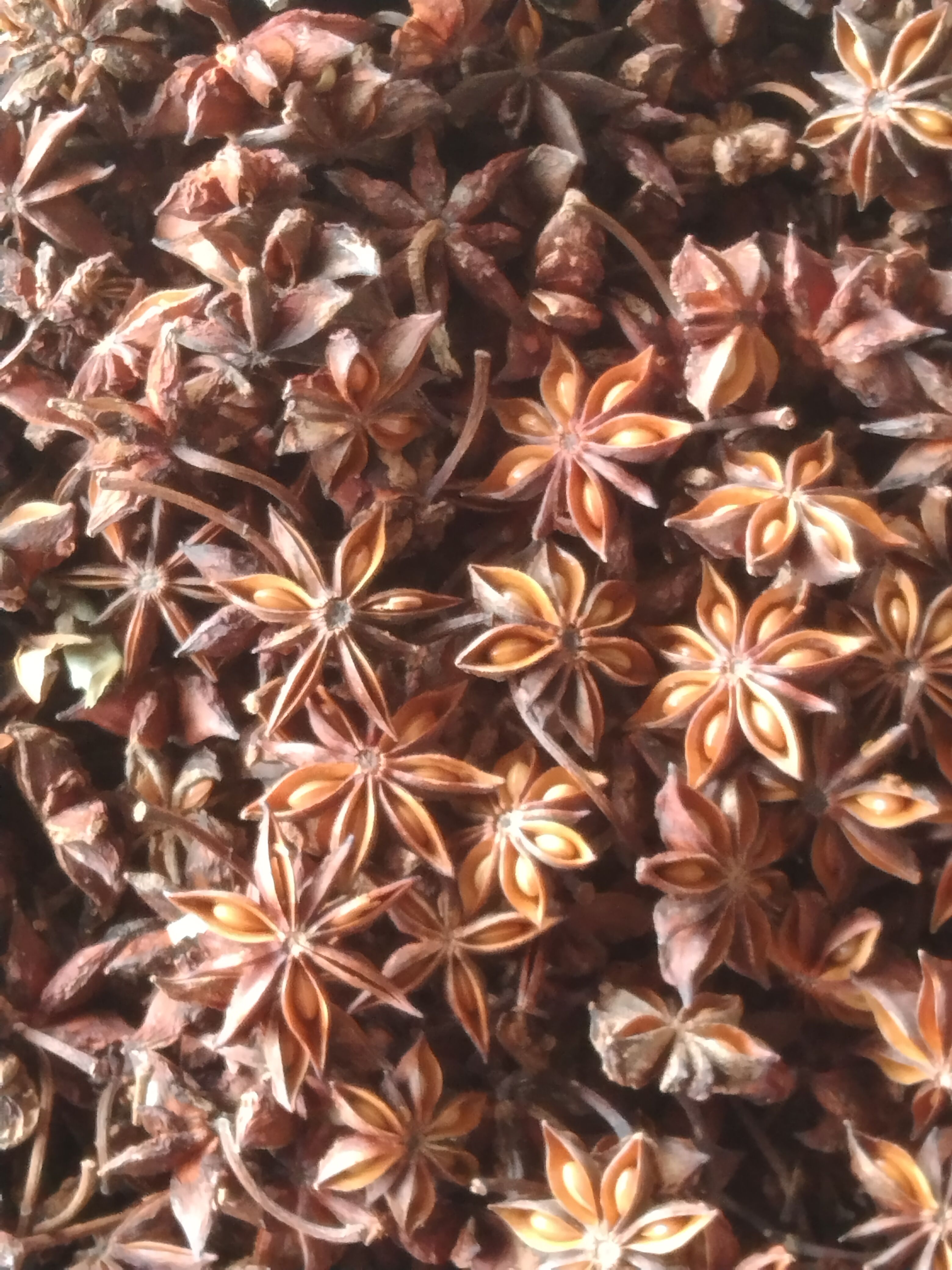 大红八角 广西壮族自治区防城港市防城区