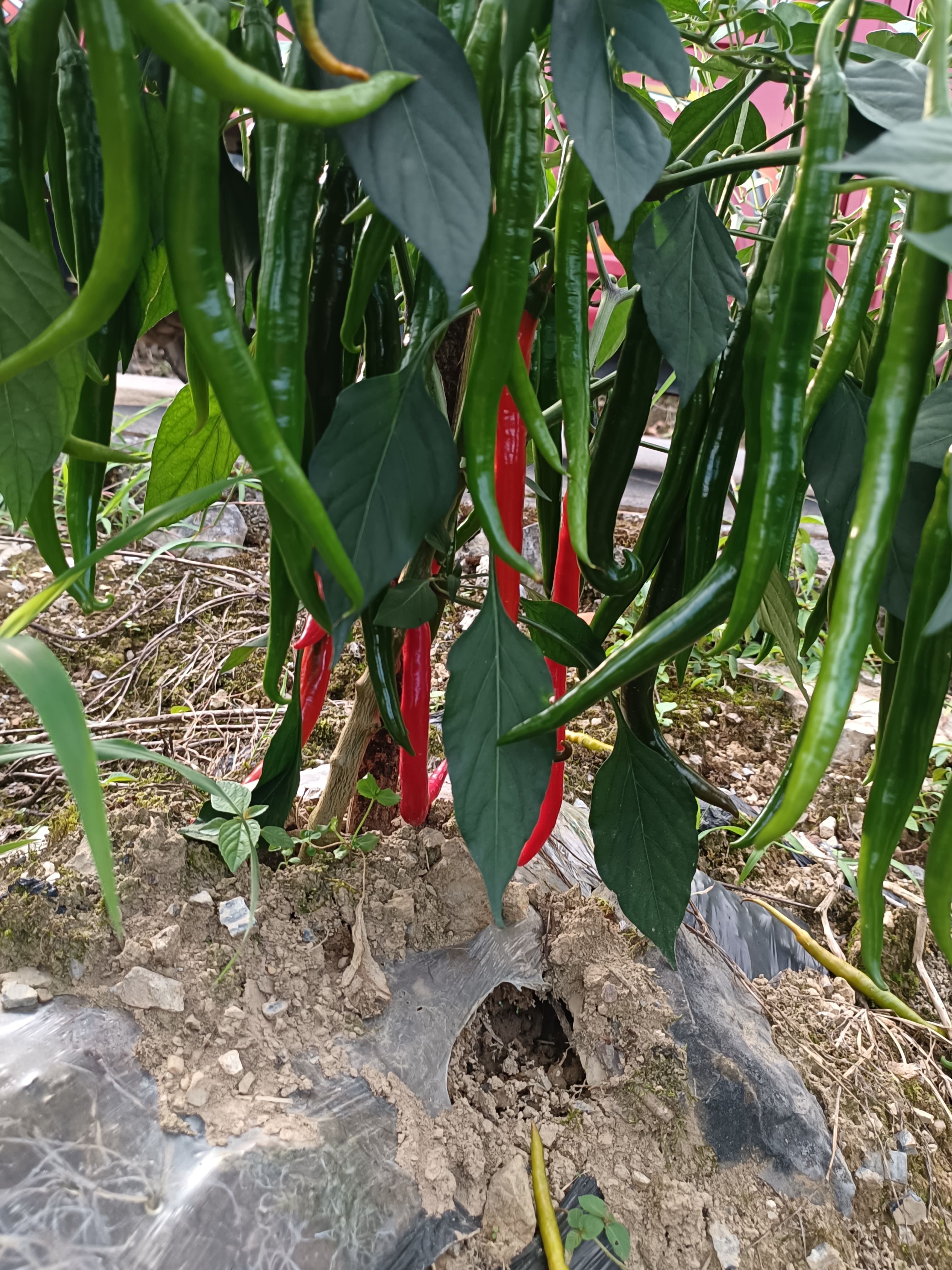 二荆条 湖北省恩施土家族苗族自治州宣恩县